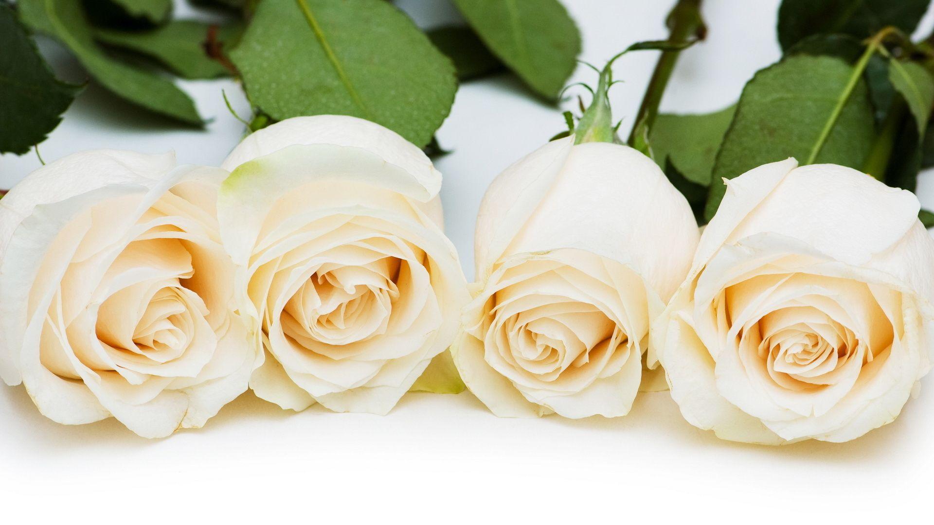 Beautiful white roses on a white table wallpaper and image