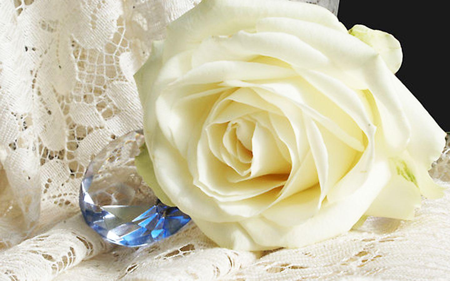 white roses HD free wallpaper for desktop