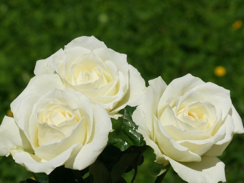 White Roses Wallpaper. Beautiful Flowers Wallpaper