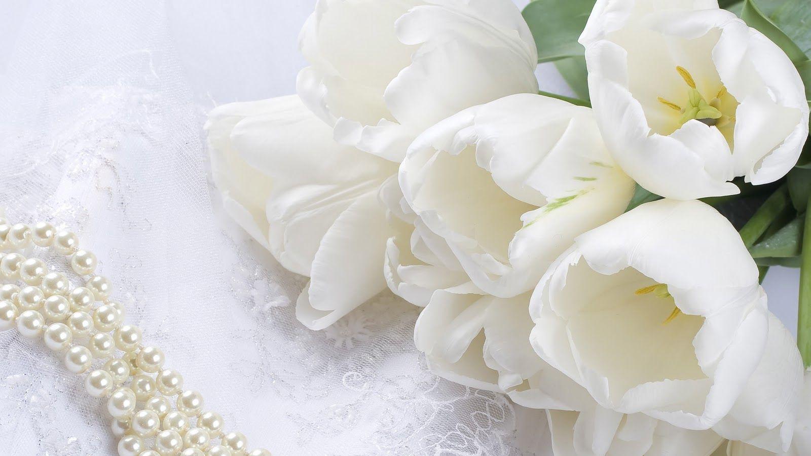 most beautiful HD free wallpaper white rose