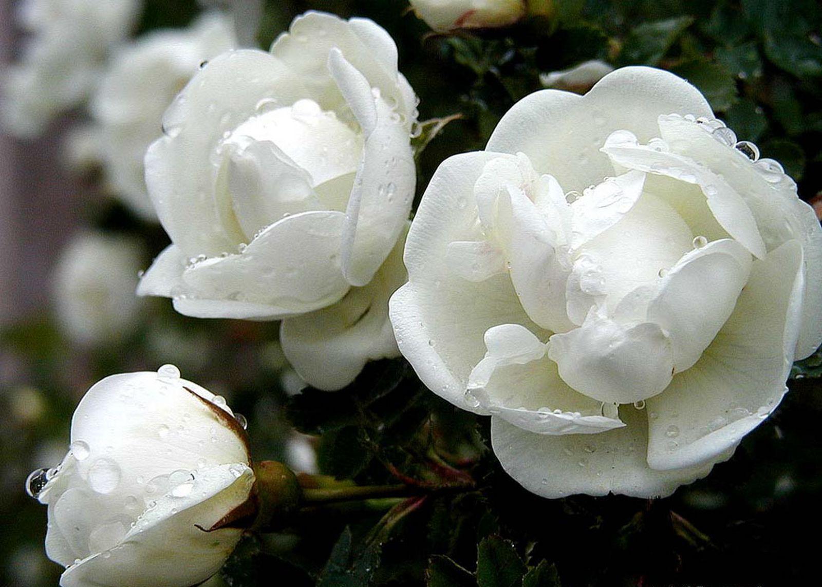 White Rose HD photo flowers wallpaper collections free Download