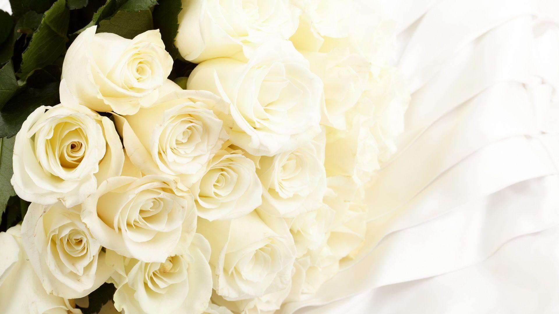 px Gorgeous High Resolution Picture of White Rose, Full HD 1080p