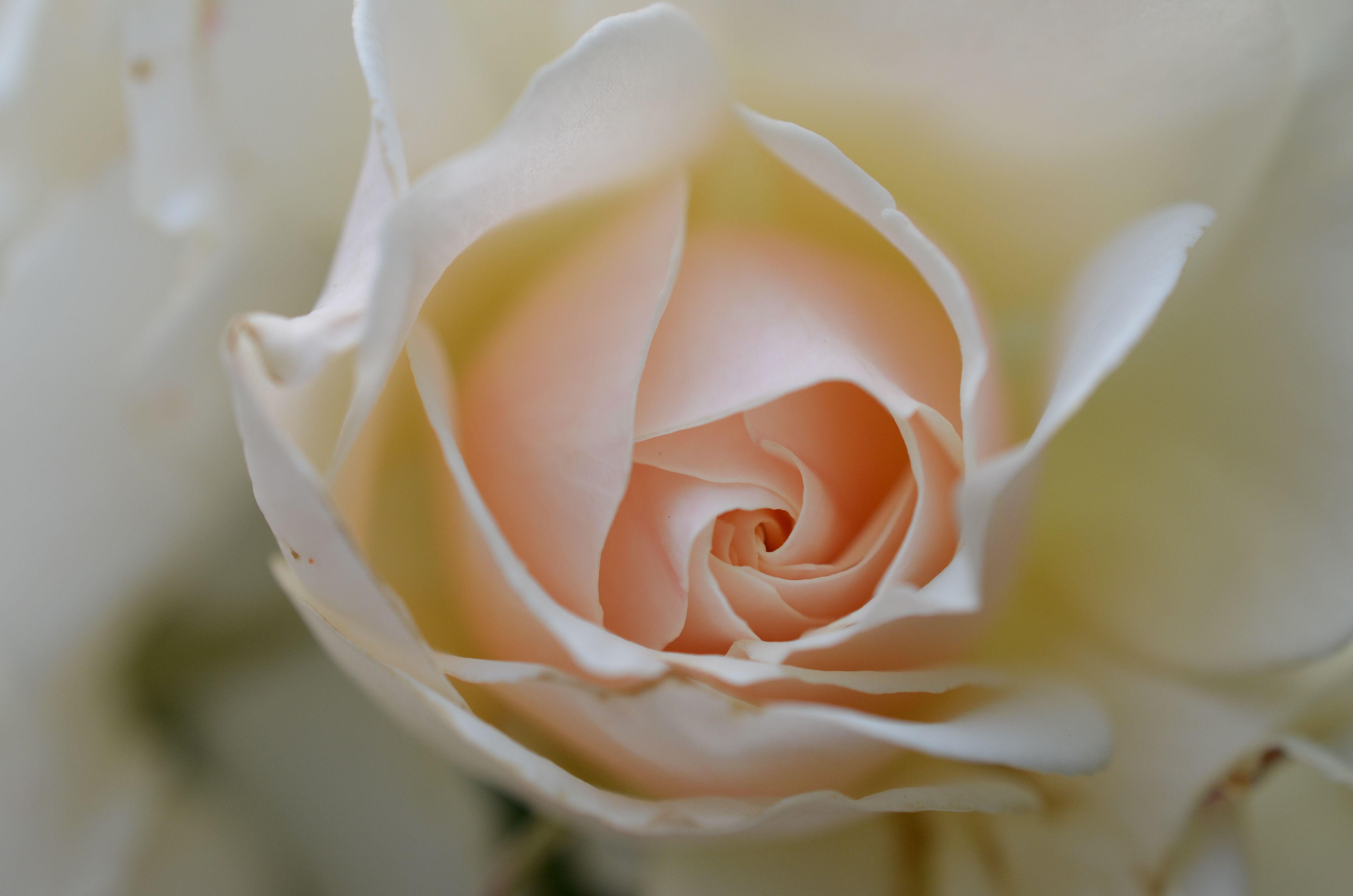 Роза белая с розовым центром