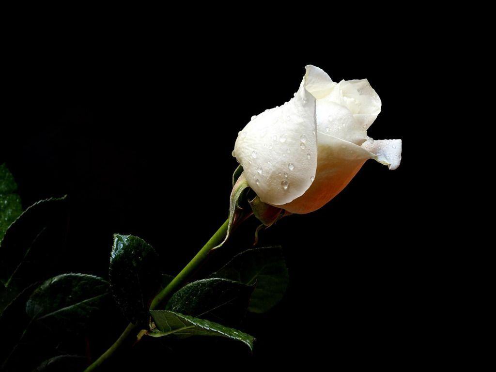 White Rose Wallpaper For Windows #Puc. Beautiful. Rose