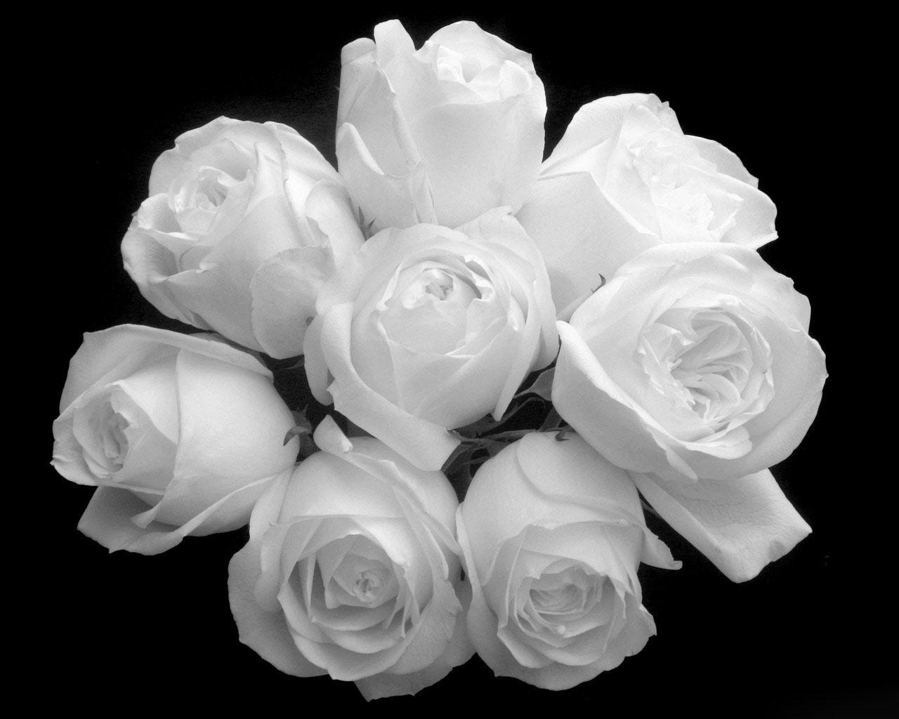 Awesome White Rose Wallpaper For Desktop High Resolution Background