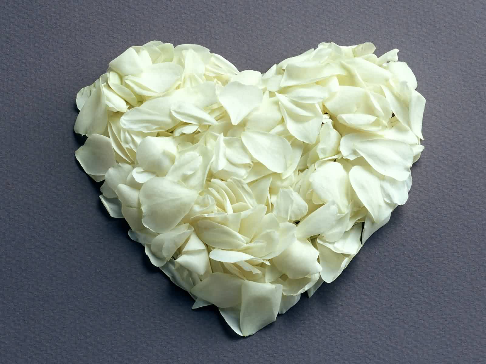 Wallpaper Vions: Beautiful White Rose