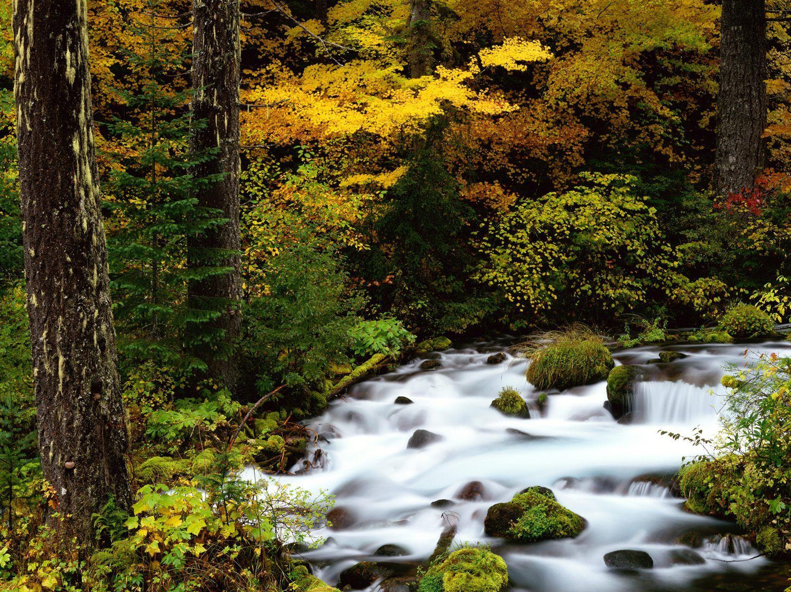 Download Background River, Mount Hood National Forest