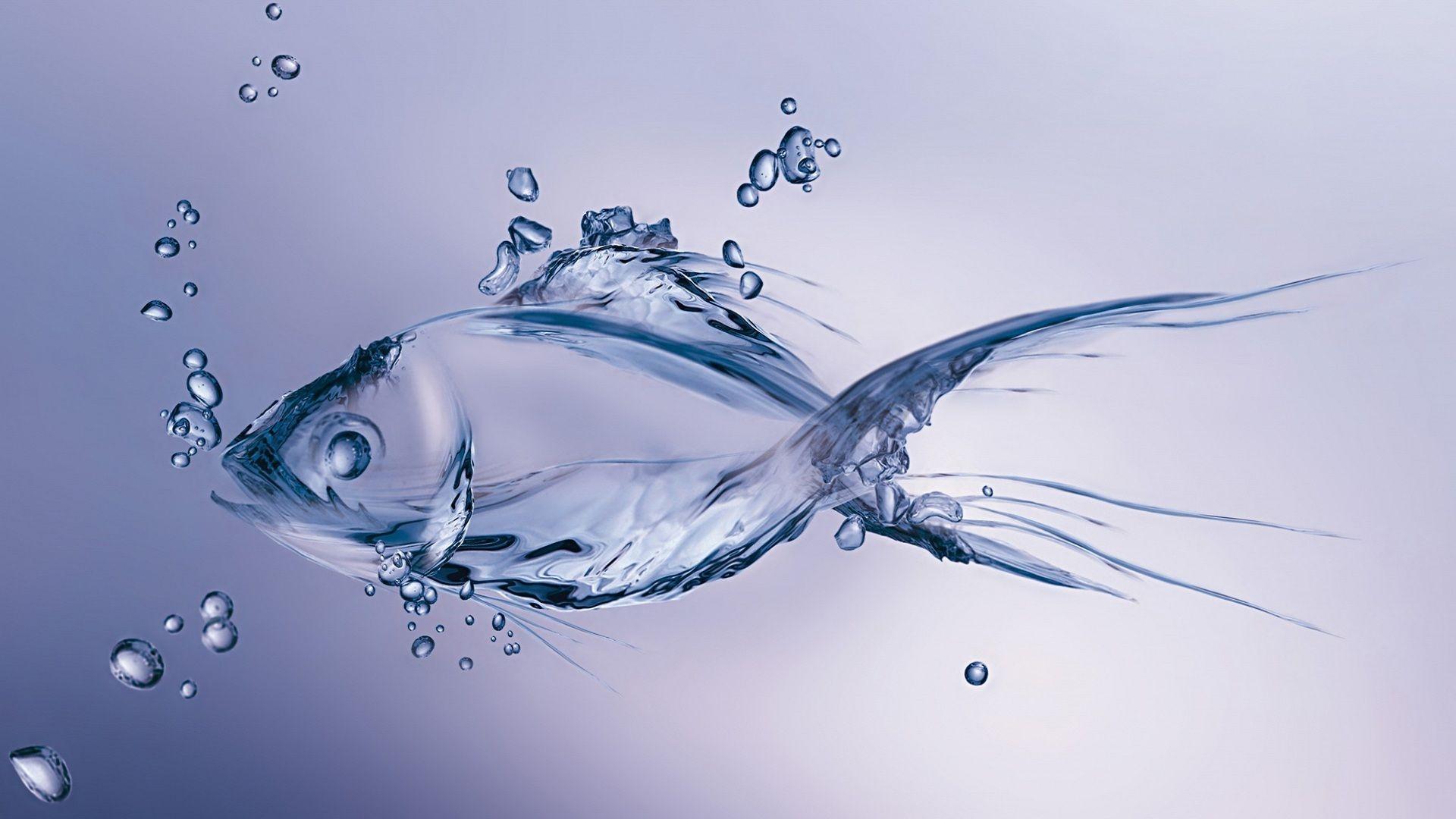Water Fish Wallpaper /water Fish