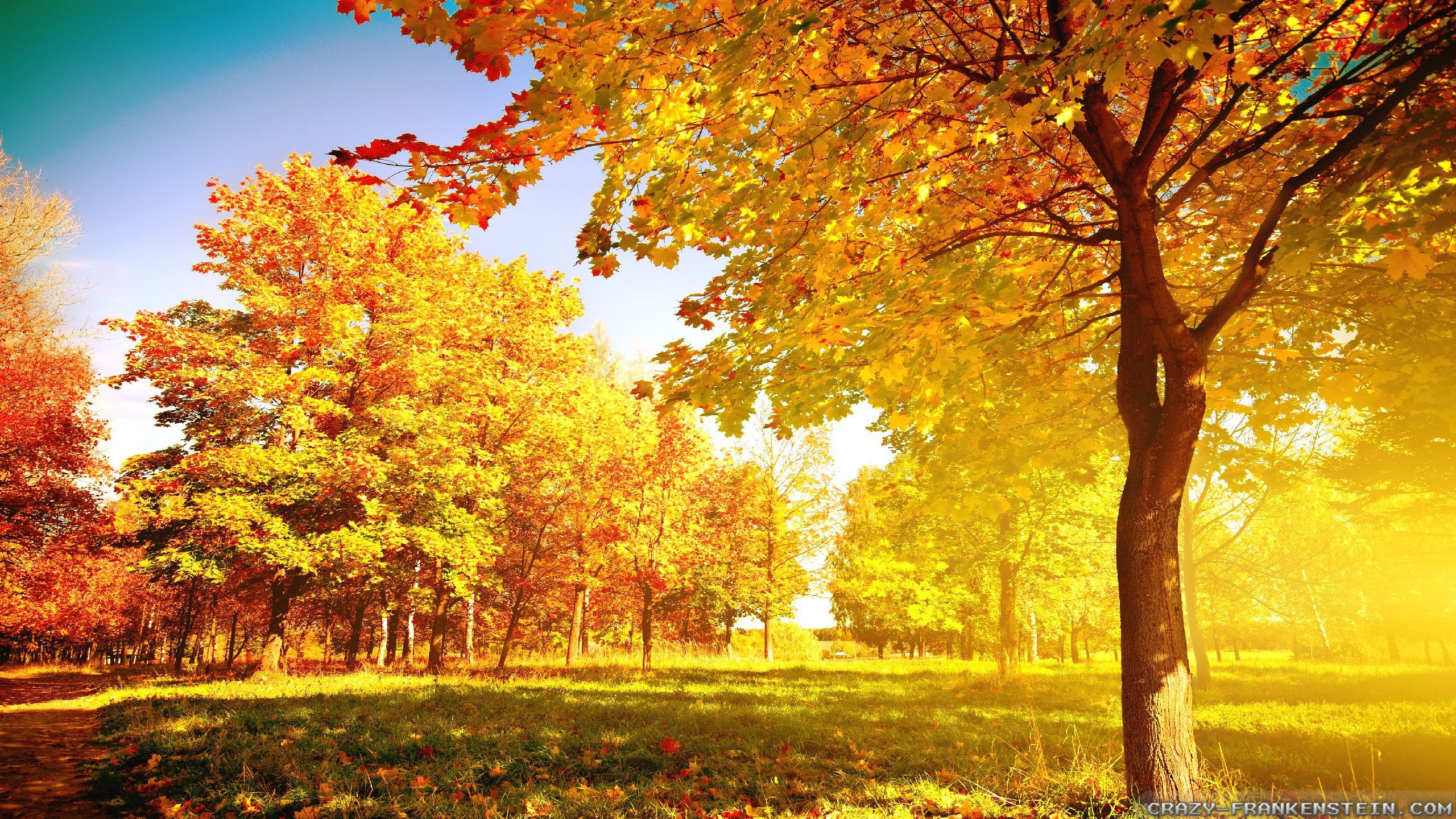 Autumn Trees wallpaper