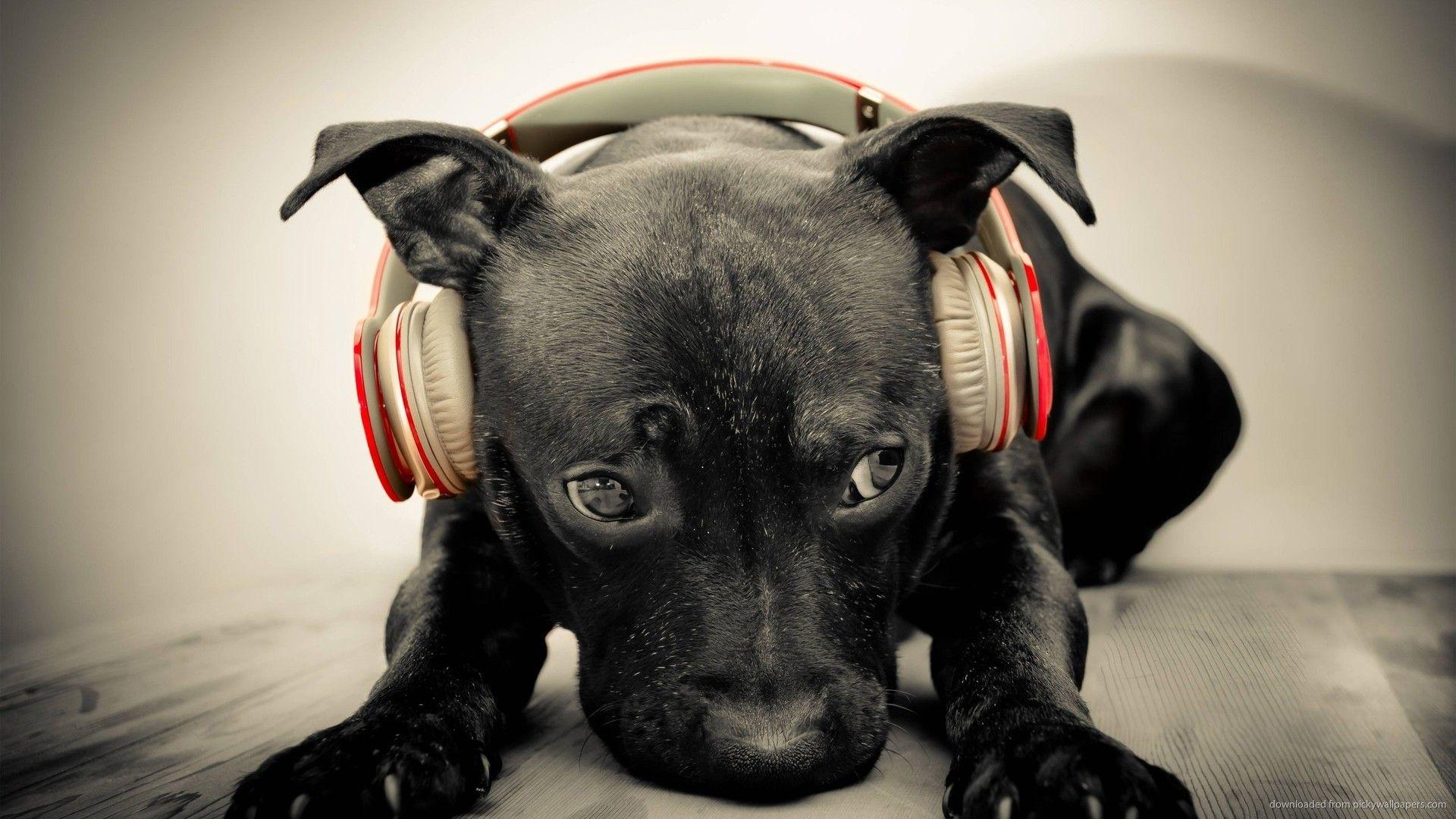 Download 1920x1080 Dog Listening To Red Beats By Dre Solo HD