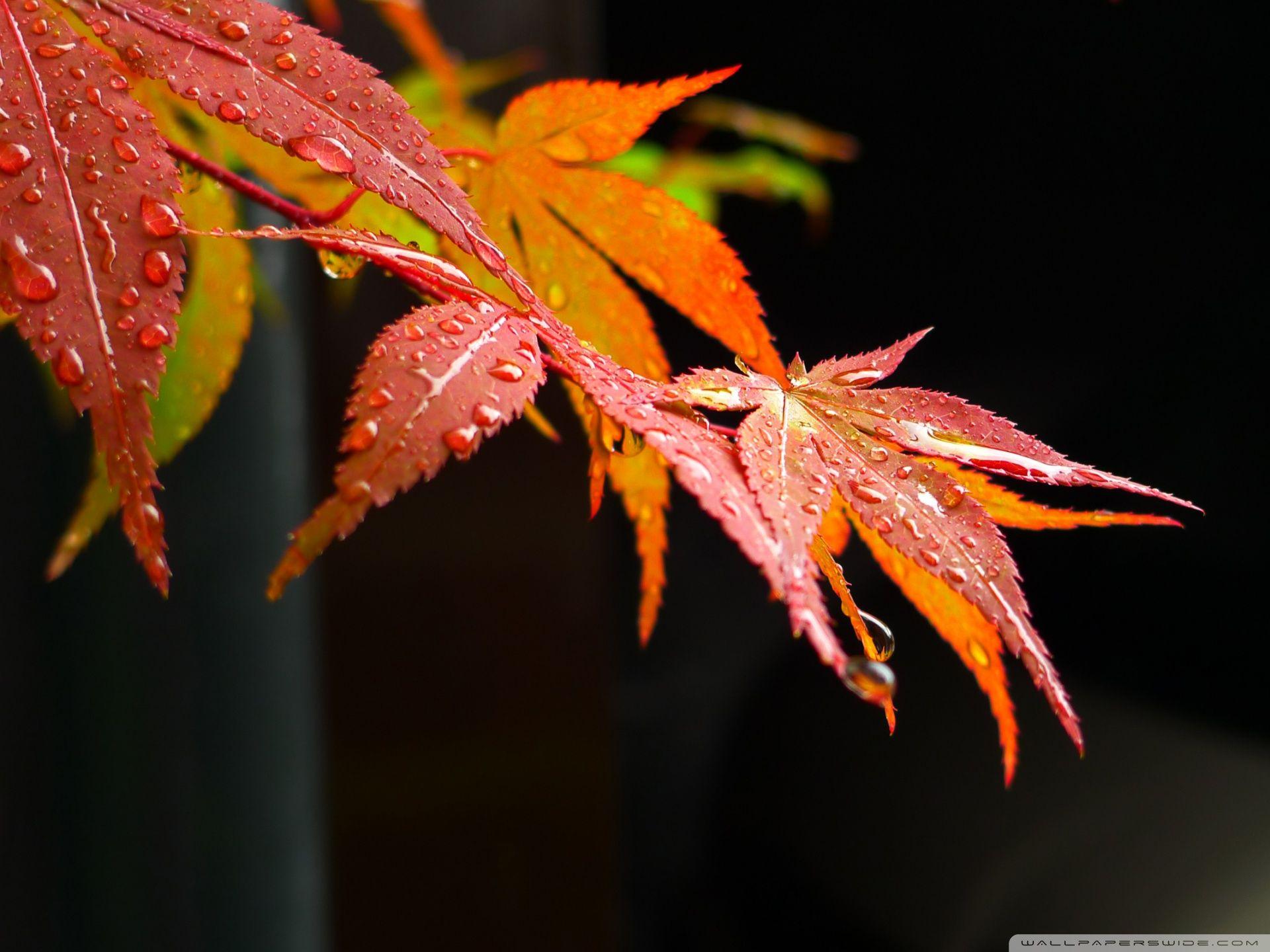 After The Monsoon ❤ 4K HD Desktop Wallpaper for 4K Ultra HD TV