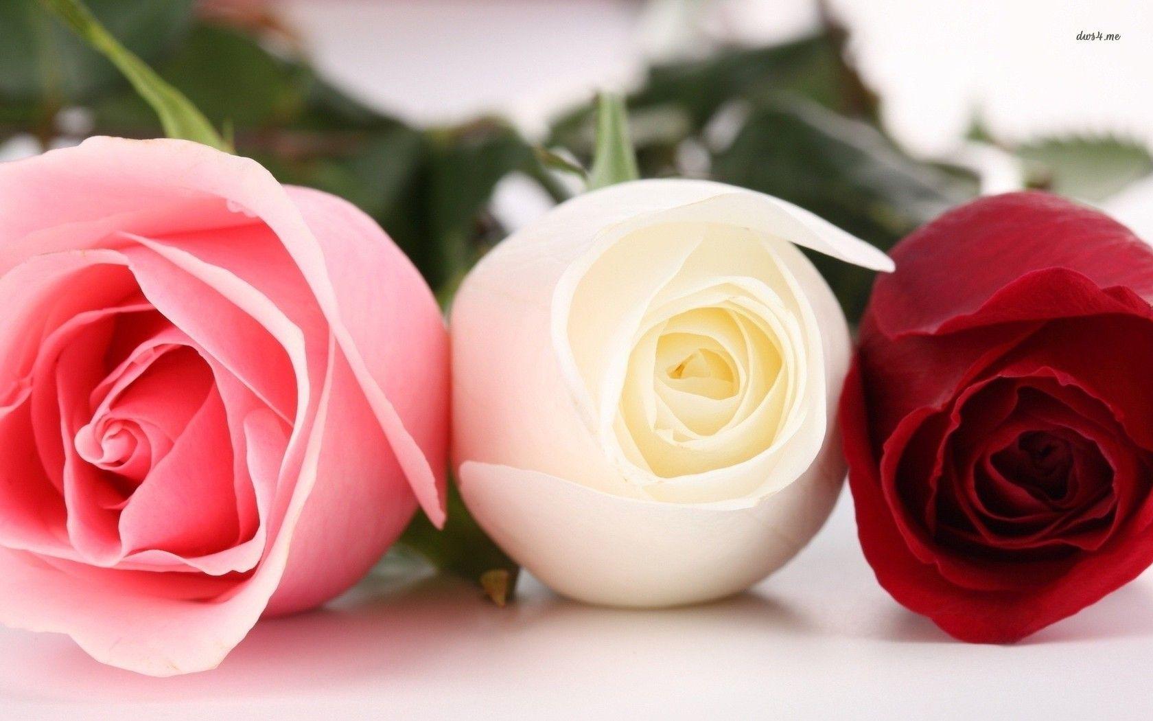 Free Beautiful Rose Flowers Image Download HD Background