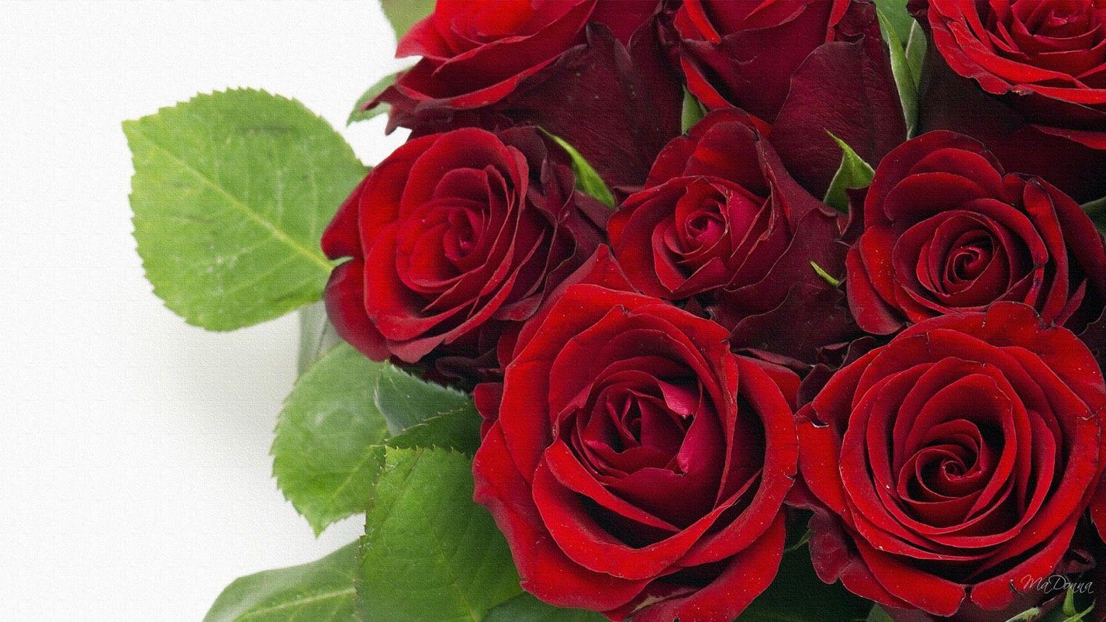 Most Rose Flower Bouquet Wallpaper HD Pics Desktop Red Roses Popular