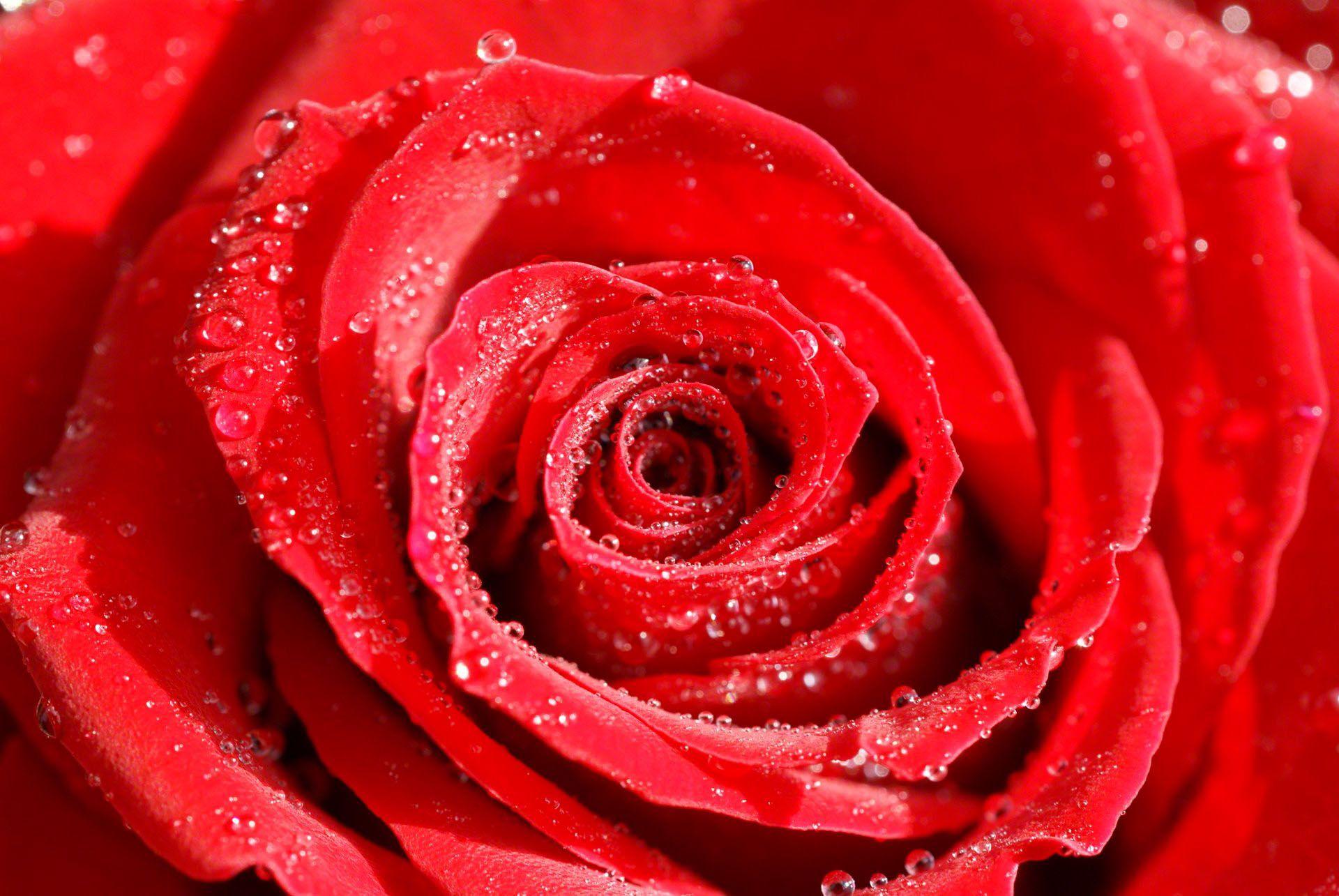 Rose Flowers Wallpaper For Desktop Full HD Pics Background Roses
