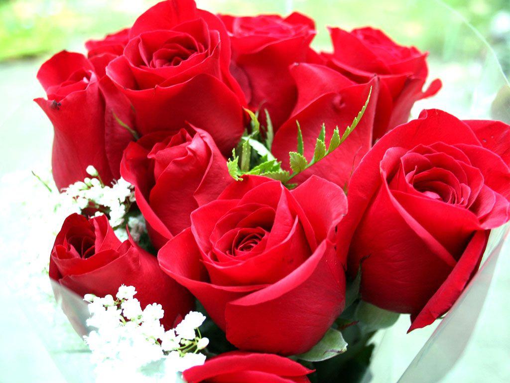 Awesome Beautiful Rose Flowers Image Download Full HD Pics Desktop
