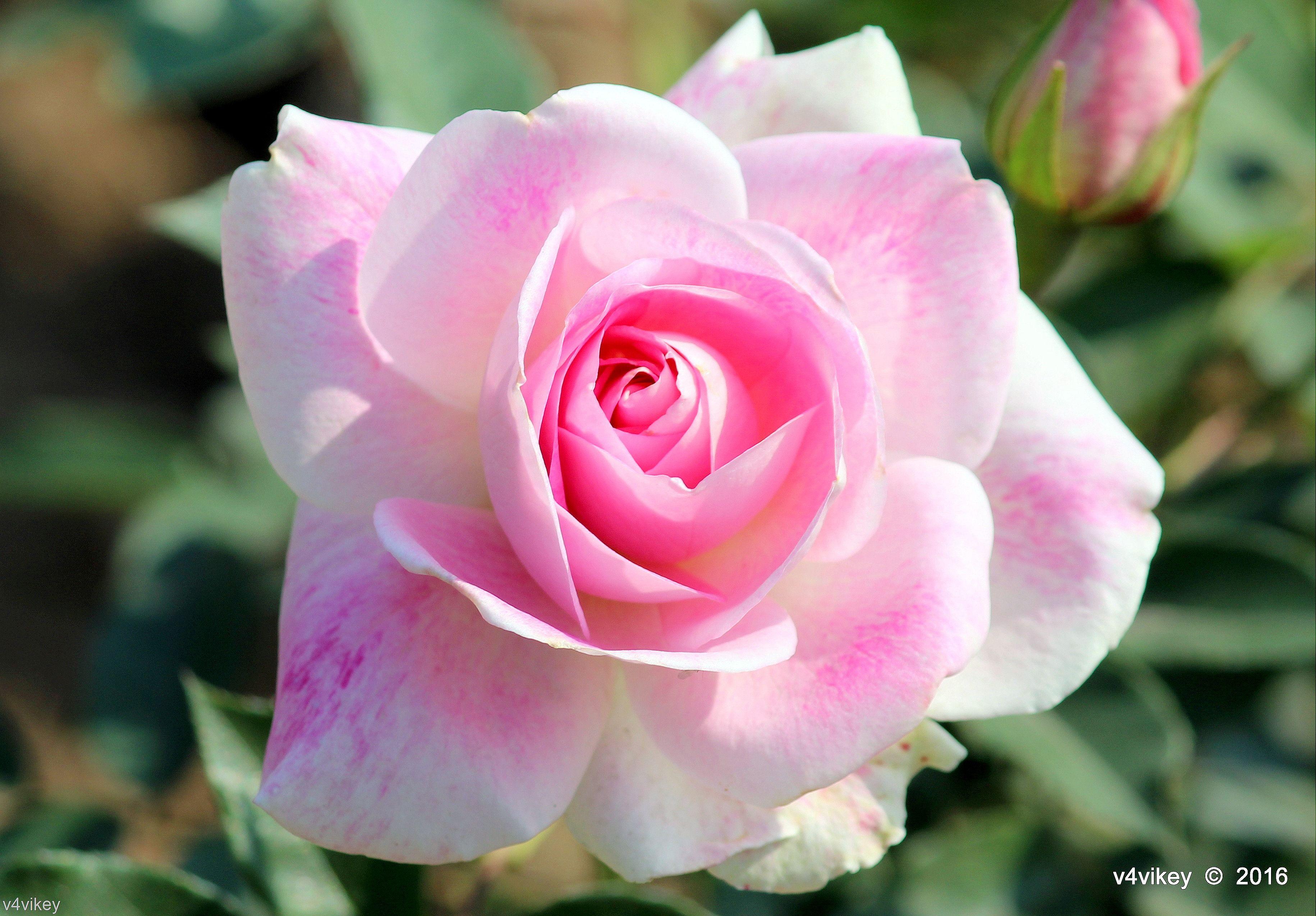 Roses Wallpaper, Pink Color Beautiful Rose Flower