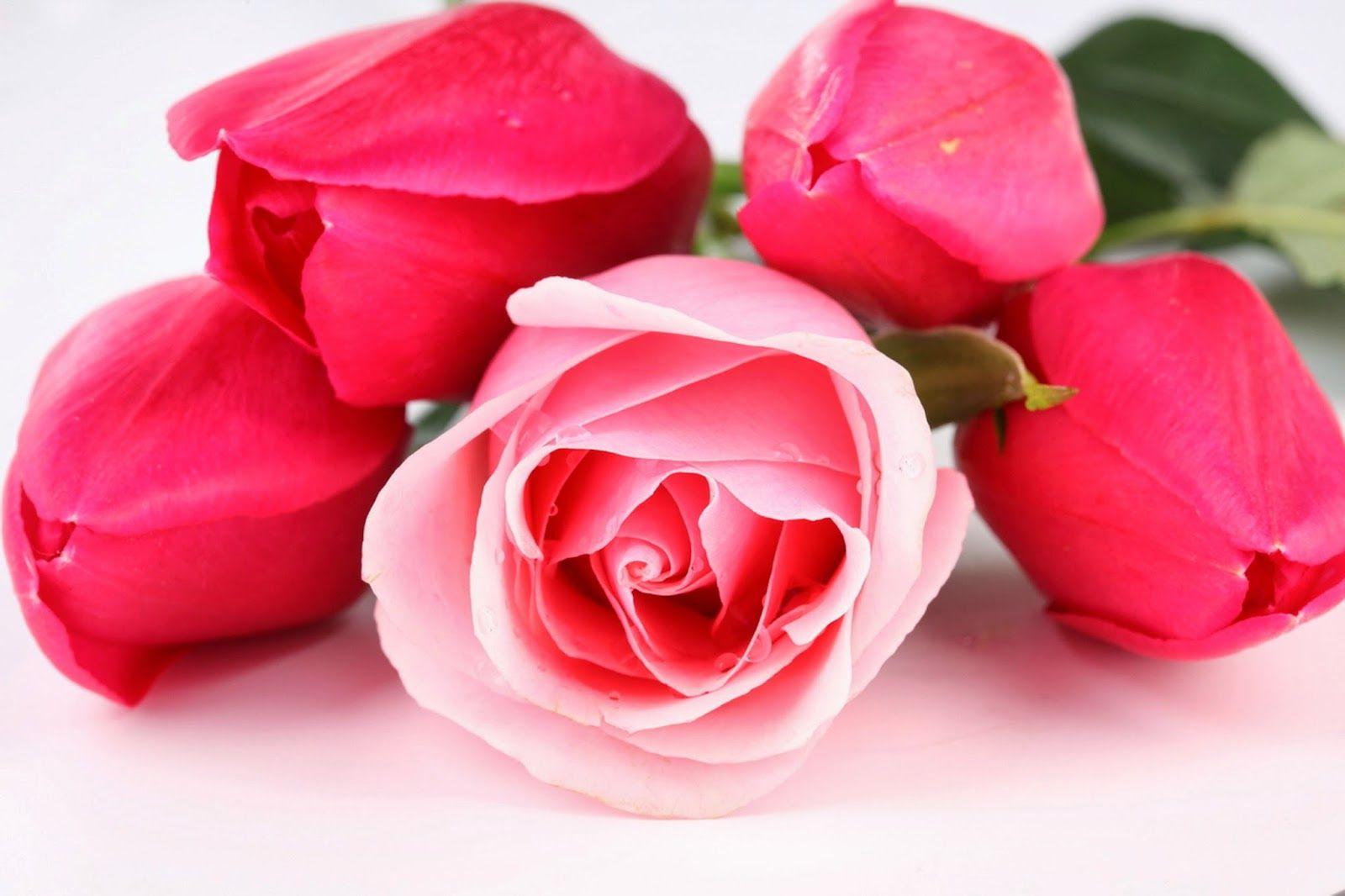 Beautiful Red Pink Roses Flowers HD Wallpaper