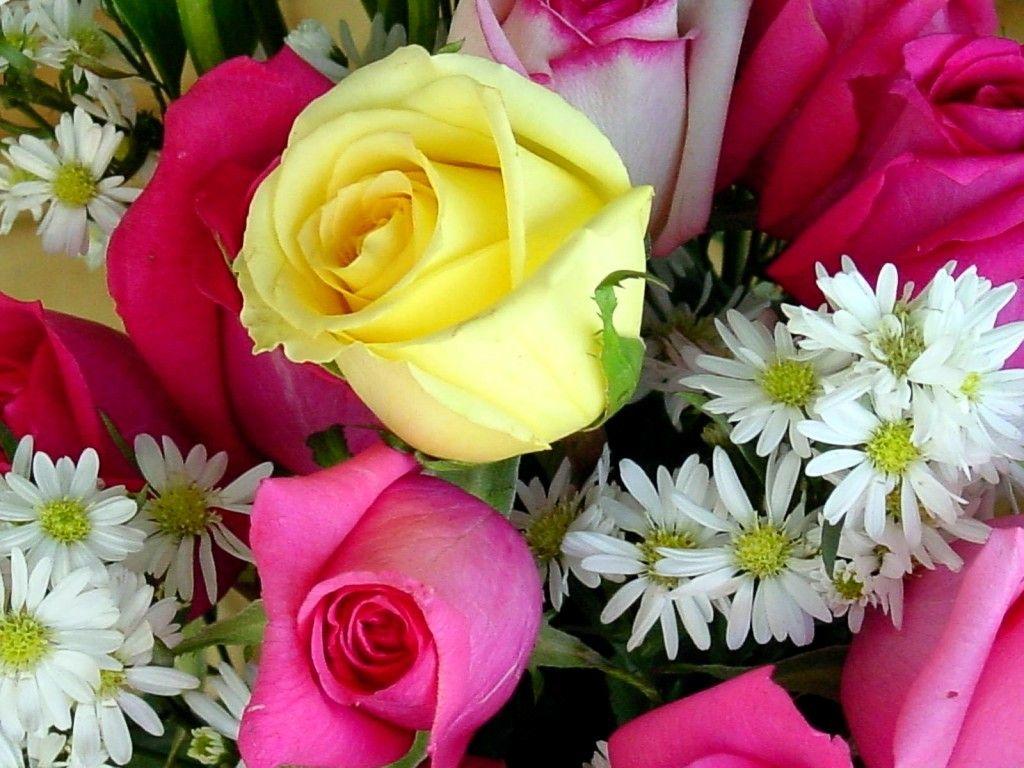 Best Beautiful Rose Flowers Image Download HD Wallpaper Flowerss