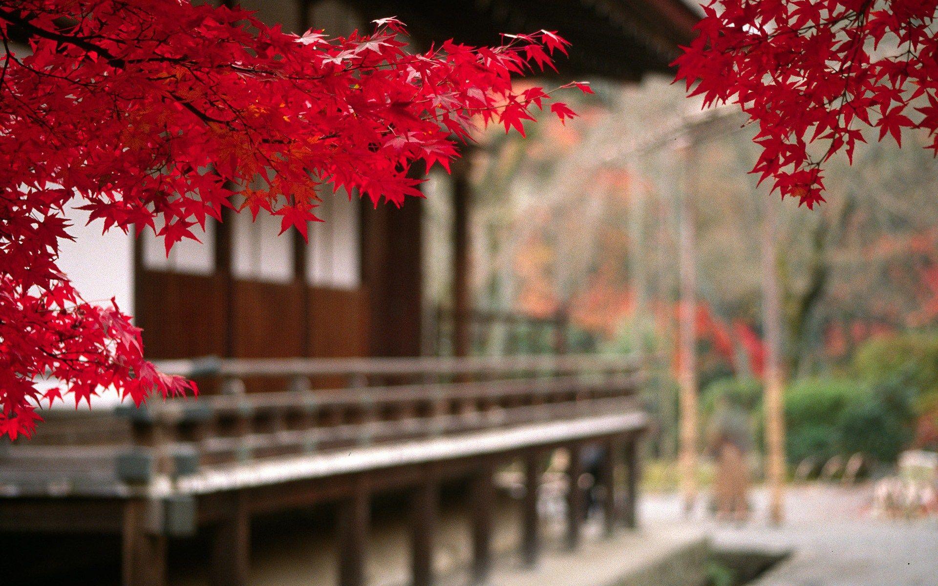 Autumn In Japan Widescreen Image. Beautiful image HD Picture