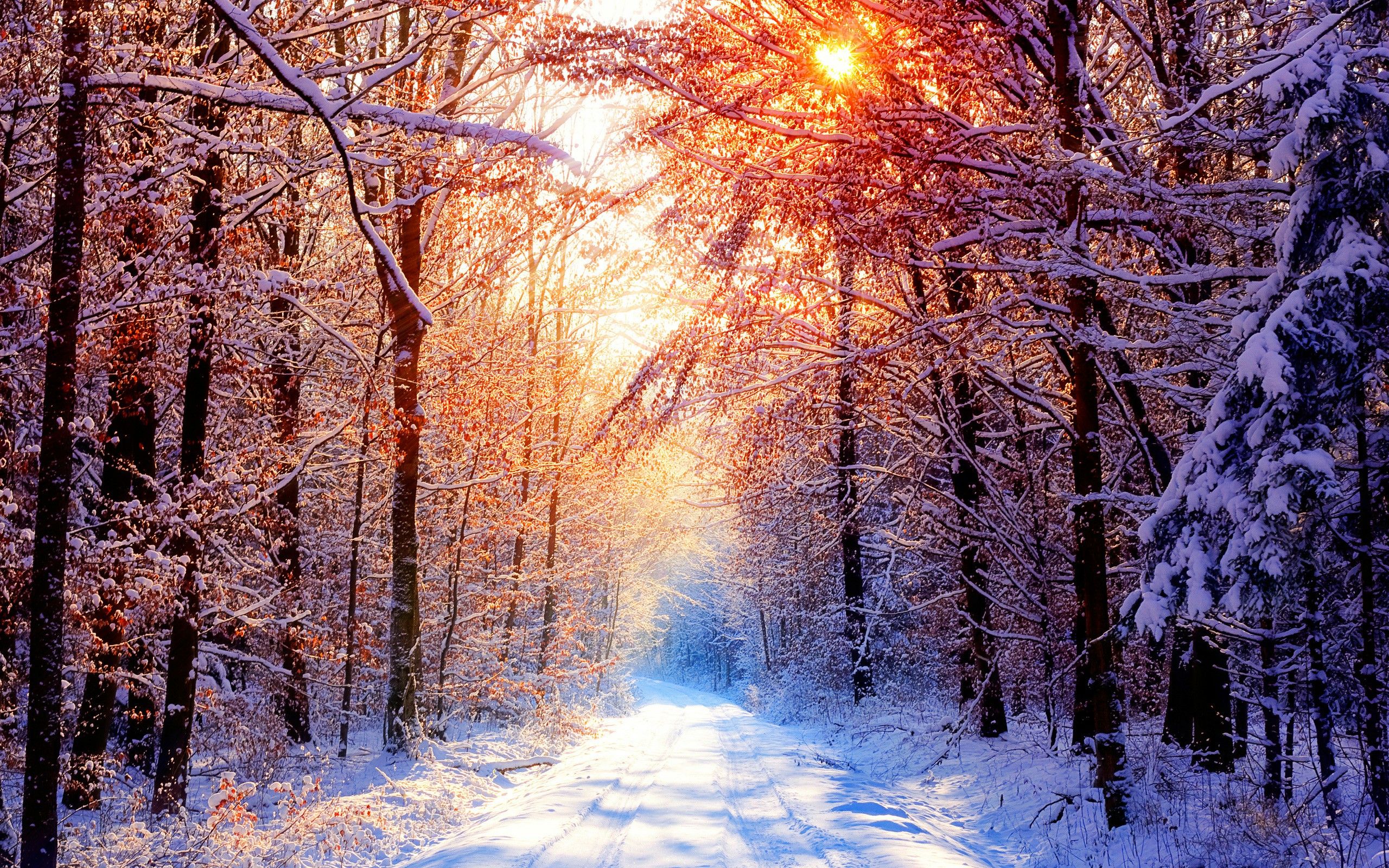Free HD Winter Nature Wallpaper Desktop Download