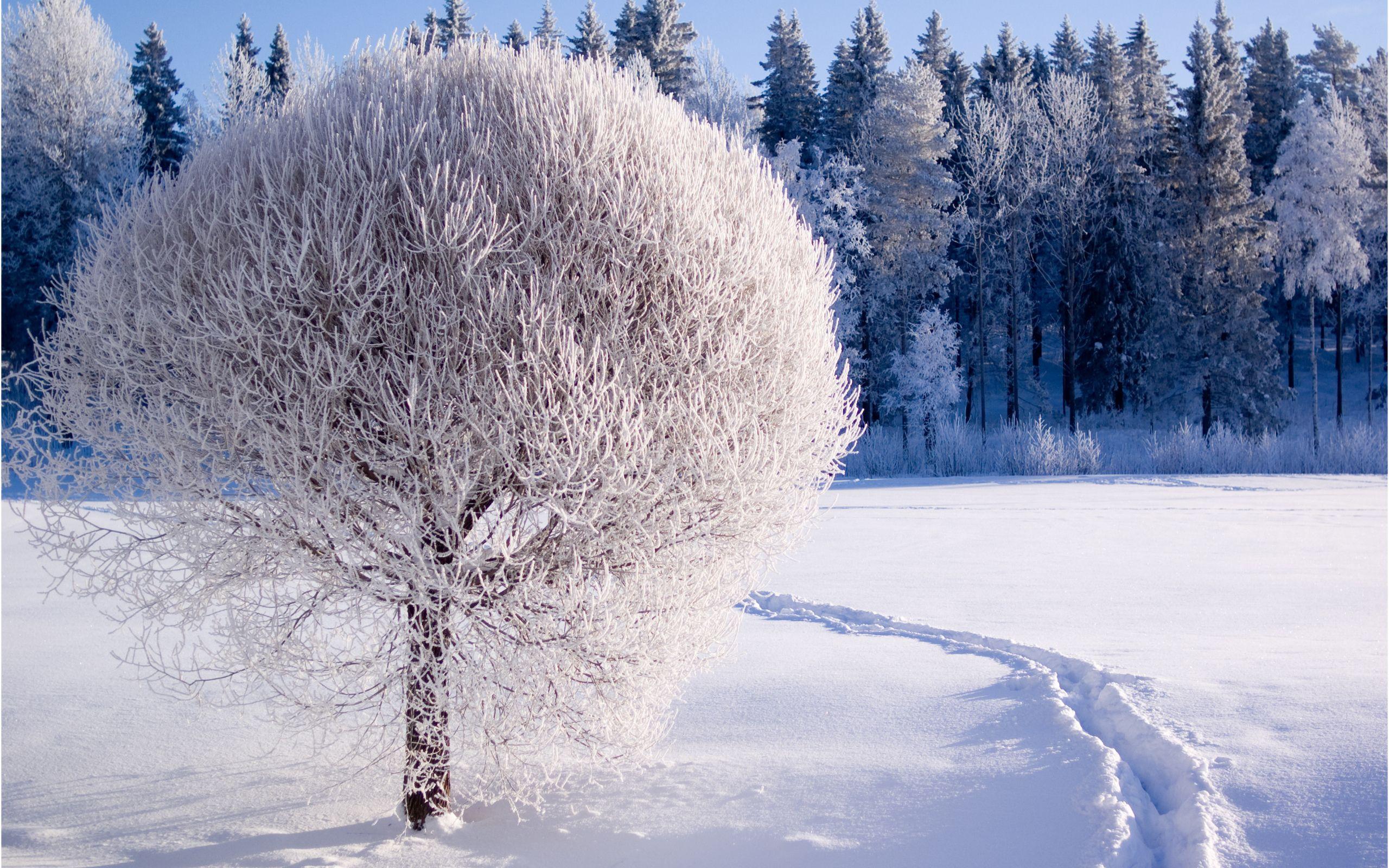 Photography Winter wallpaper (Desktop, Phone, Tablet)