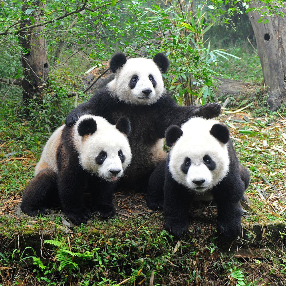 What's Wrong with Giant Pandas?
