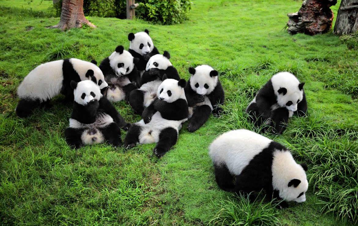 Panda Sanctuaries in China