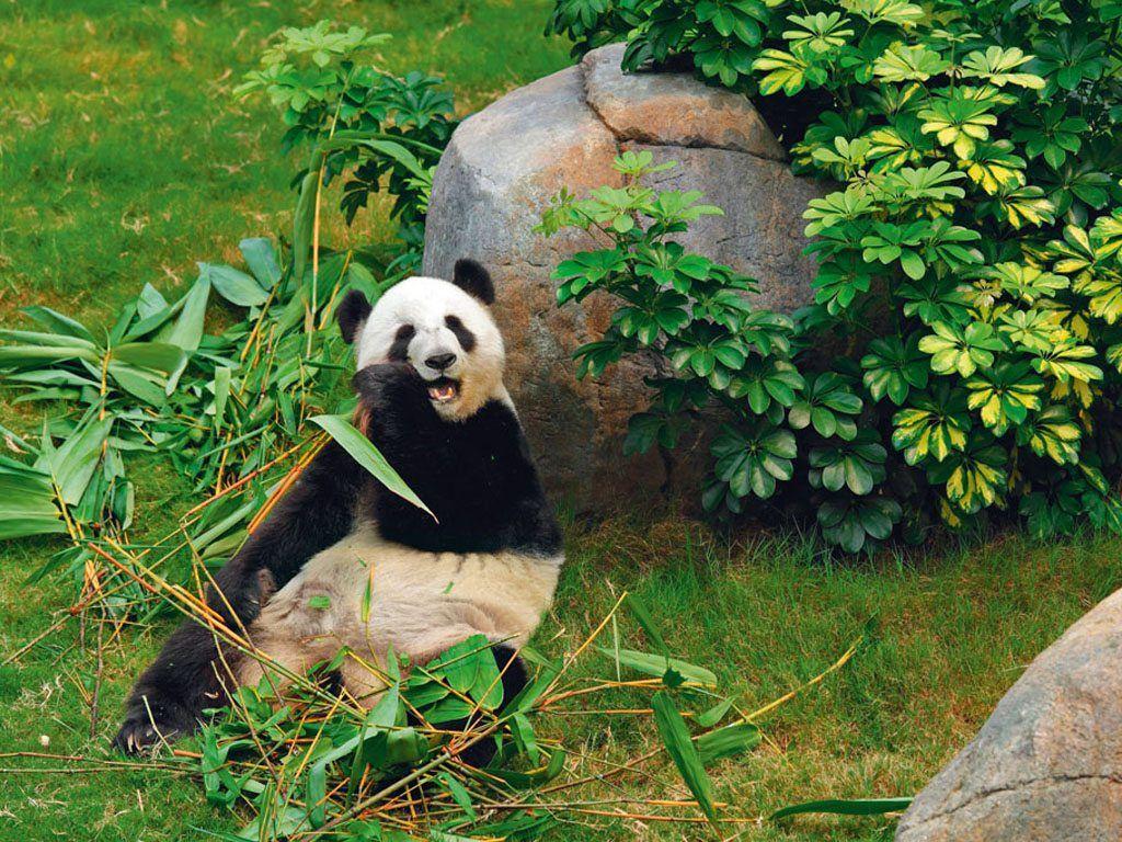 Pandas, Tea, And Hotpot In Chengdu. Nat Geo Traveller India