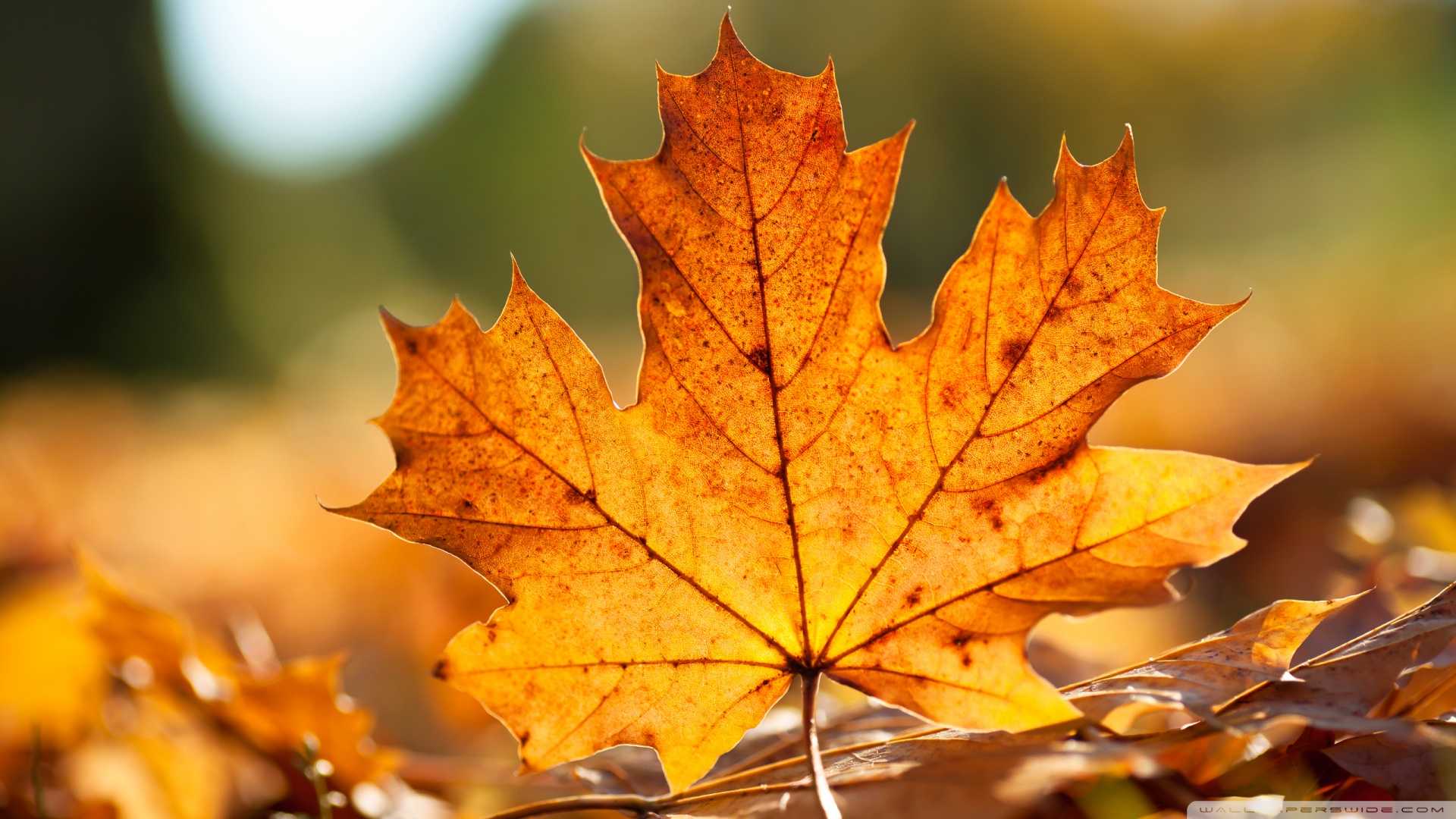 Fall Leaves Wallpaper Computer Screen Latest Autumn Maple HD Of