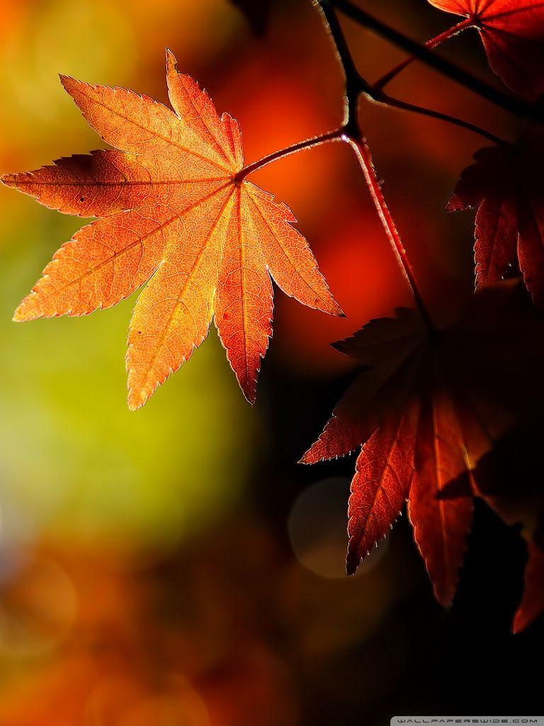 Autumn Maple Leaves Ultra HD Desktop Background Wallpaper for 4K UHD TV, Widescreen & UltraWide Desktop & Laptop, Tablet