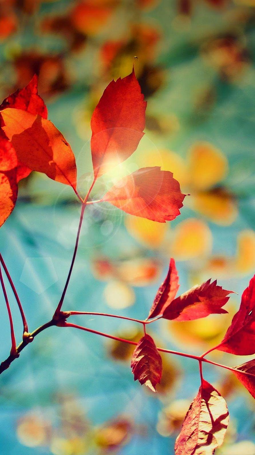 Autumn Leaves HD Wallpaper Android Phone