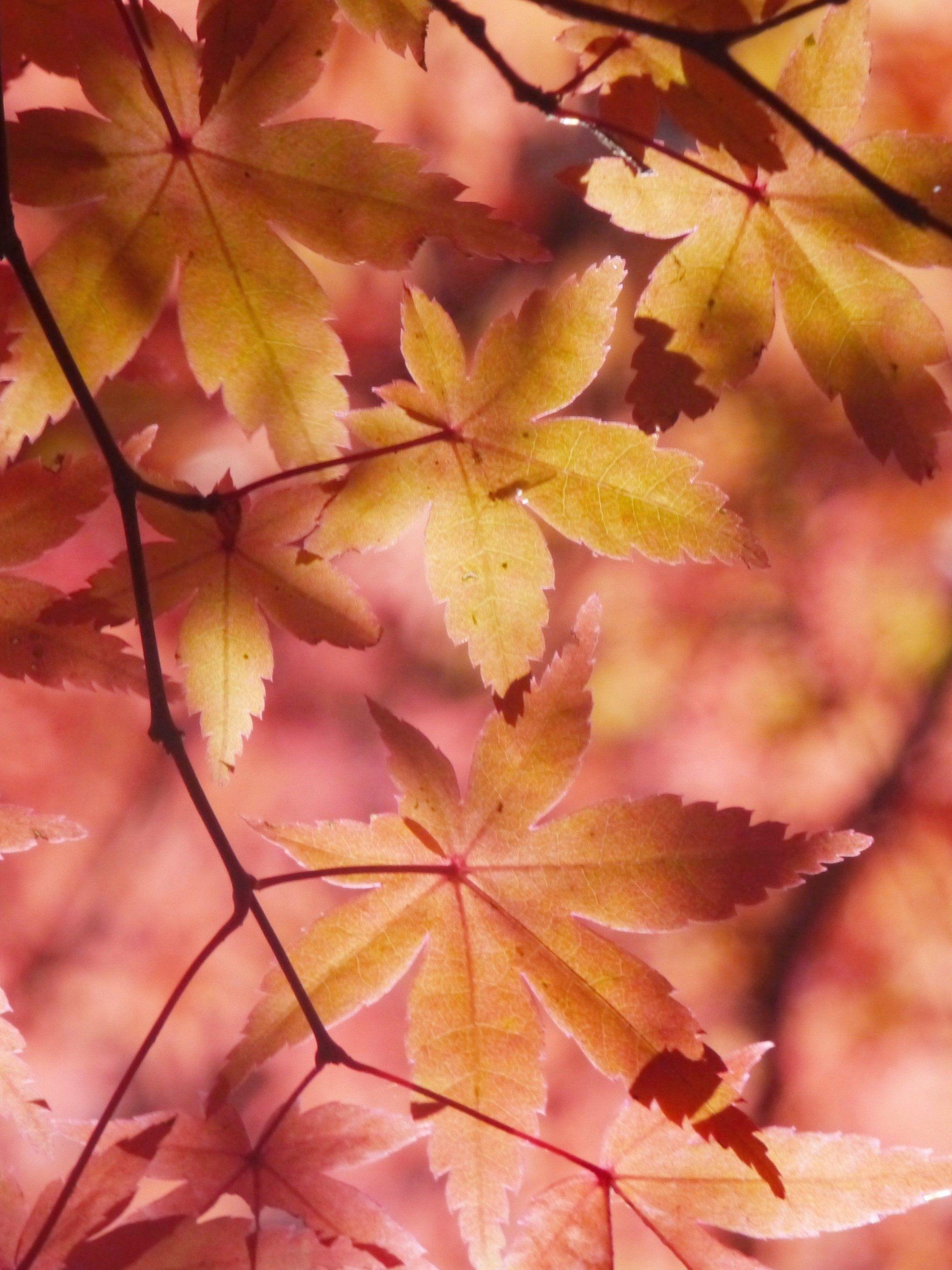 Autumn Maple Leaves Wallpaper & Desktop Background