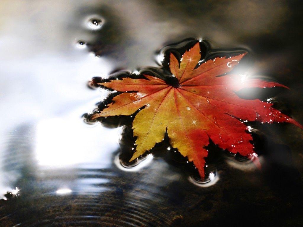 Sparkling fall leaf wallpaper. PC