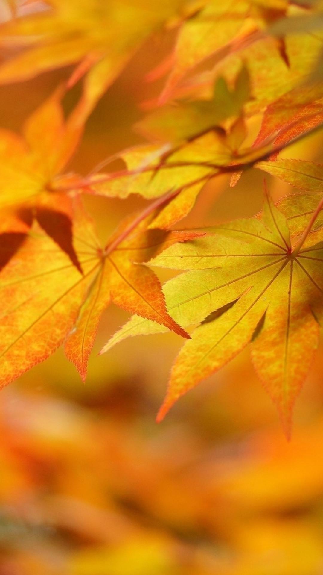Fall leaves wallpaper