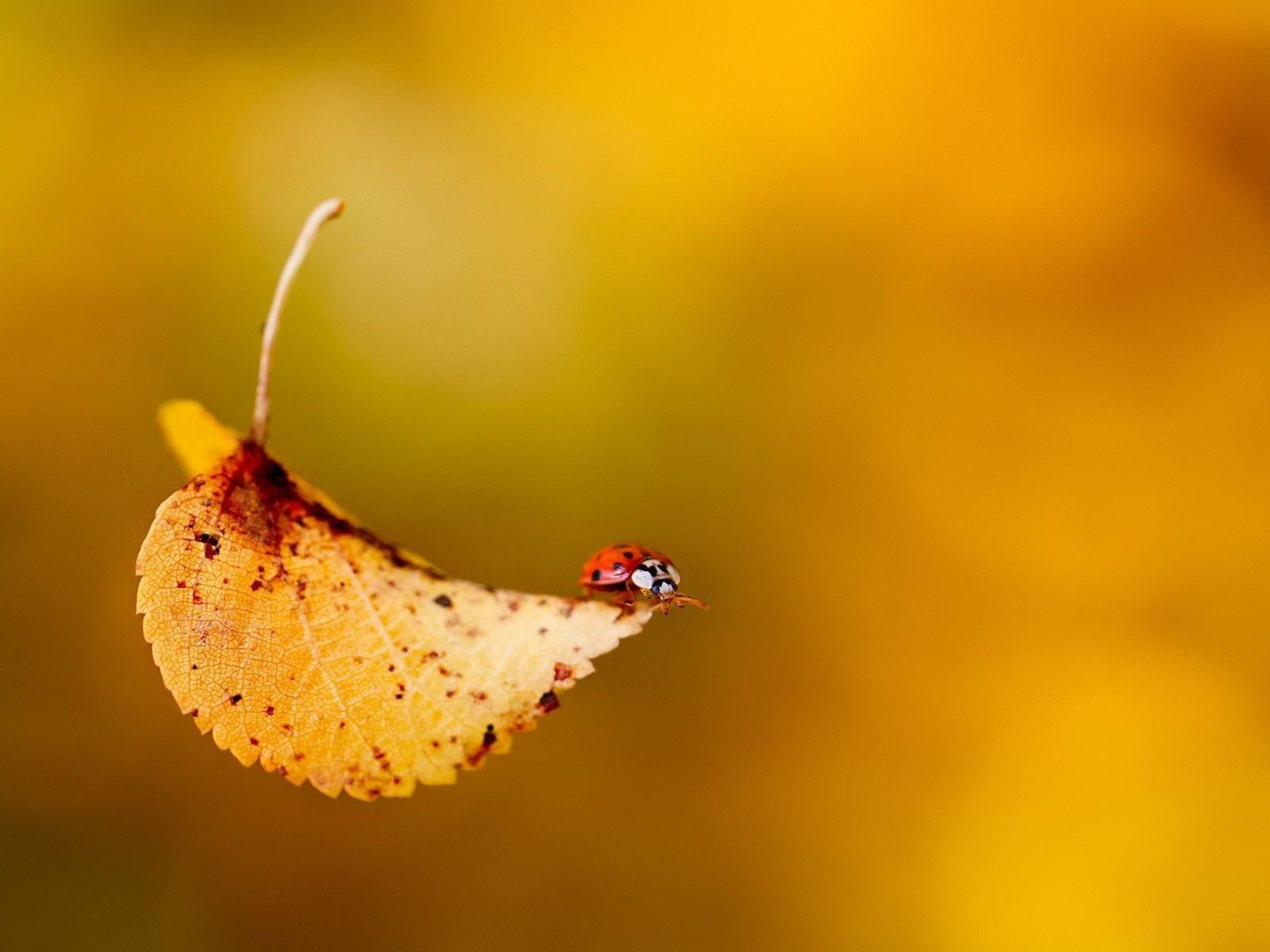 Ladybug on fall leaf wallpaper. PC