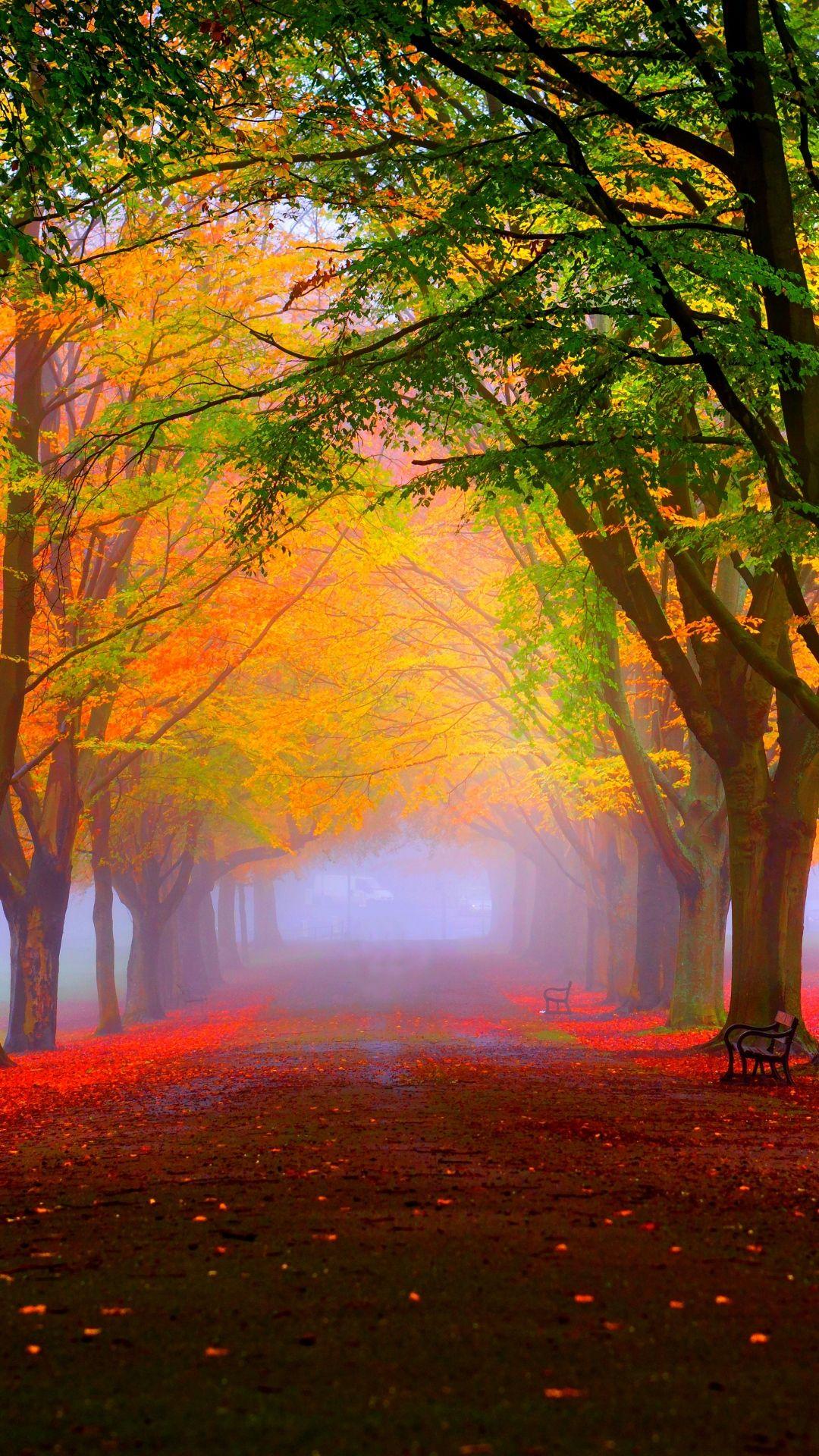 Forest Trees Fog Fall Leaves HD Wallpaper Download for Android
