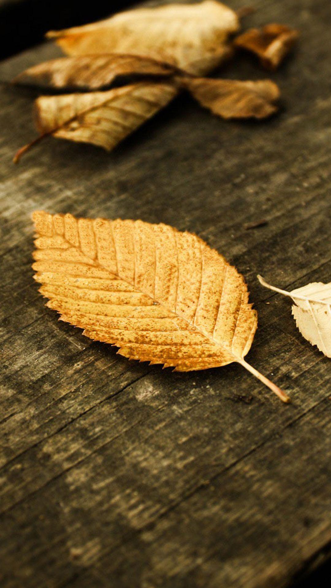 Fallen Leaves Of Autumn HD Mobile Wallpaper