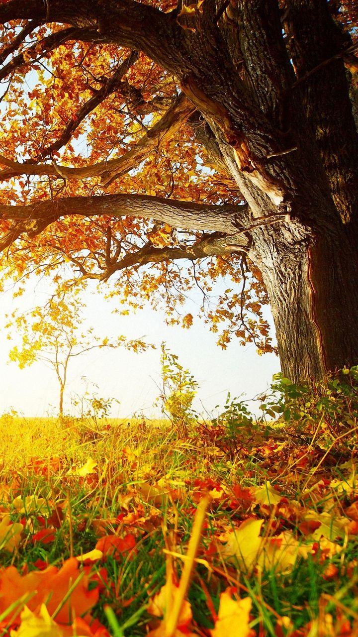 Nature Fall Tree Leaves lenovo phones Wallpaper HD