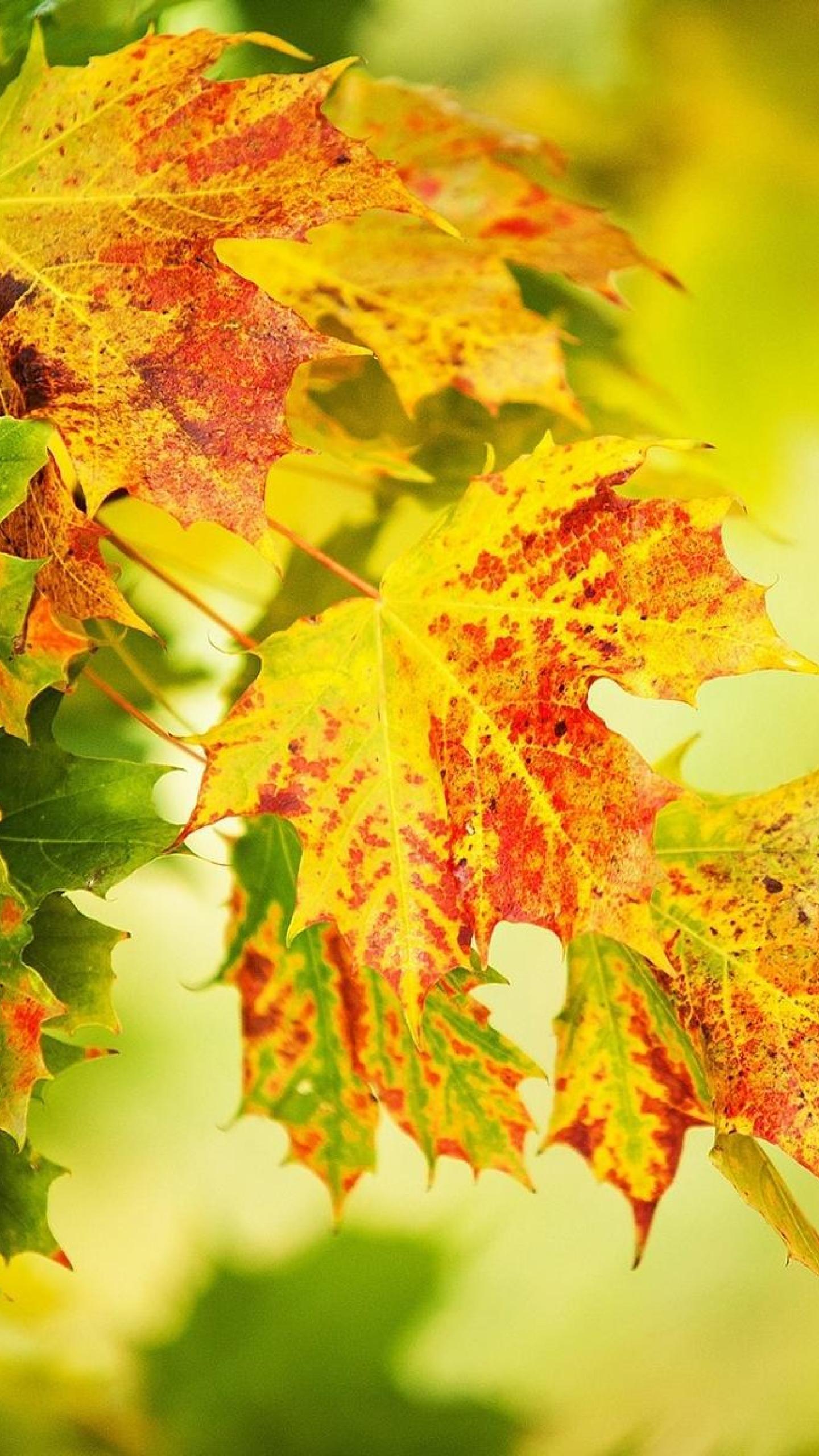 Fall Autumn Nature Yellow leaves Leaf HD Wallpaper, Desktop