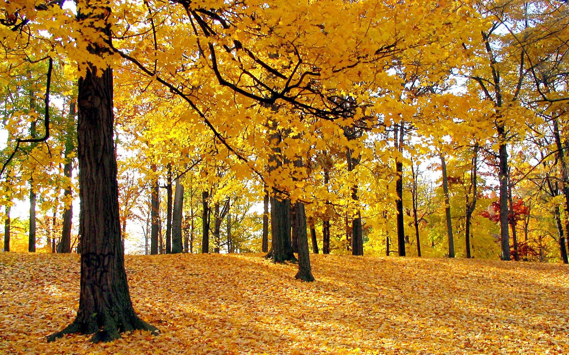 Fall Leaves Mobile HD Wallpaper 3935
