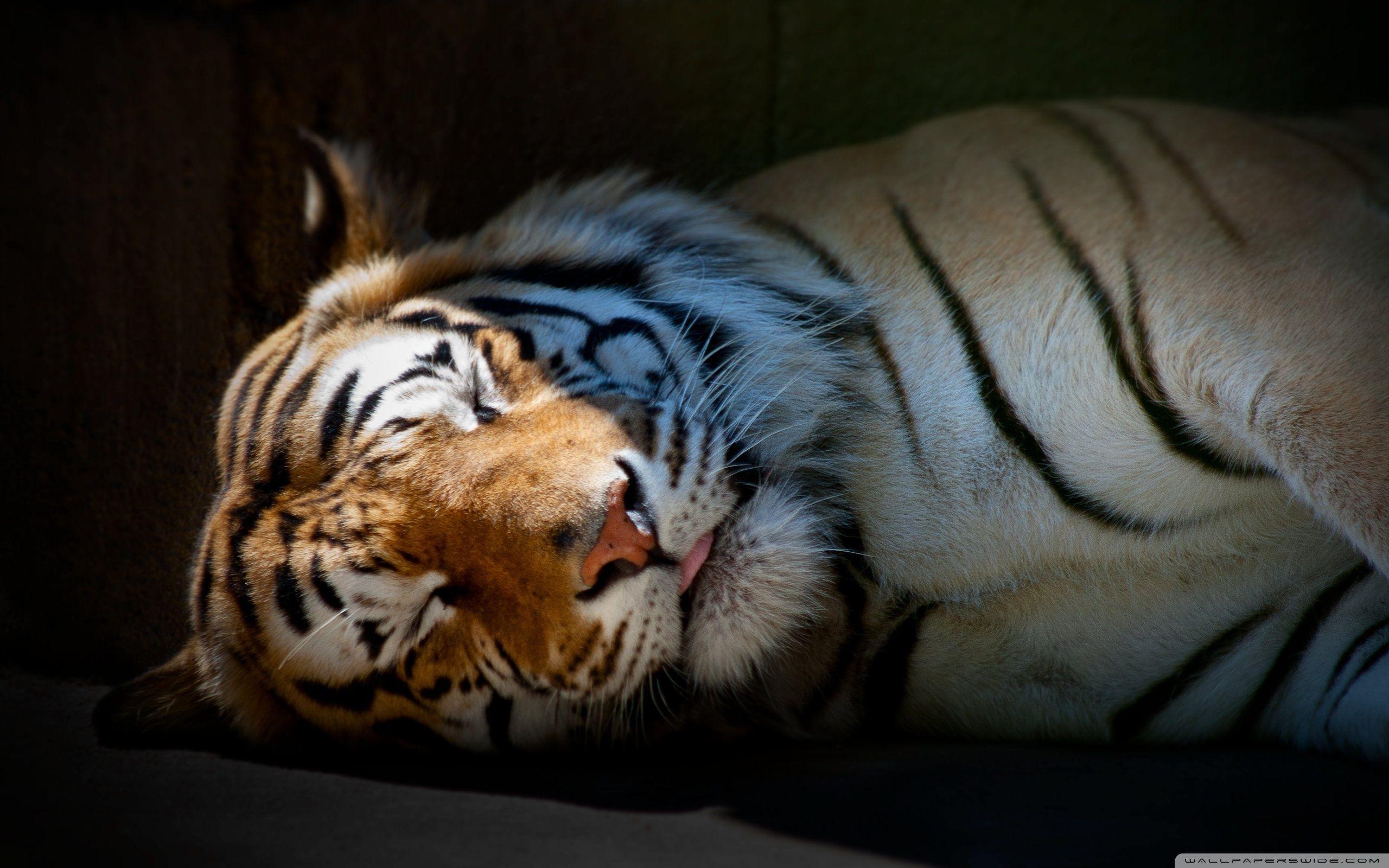 Tiger Sleeping ❤ 4K HD Desktop Wallpaper for 4K Ultra HD TV