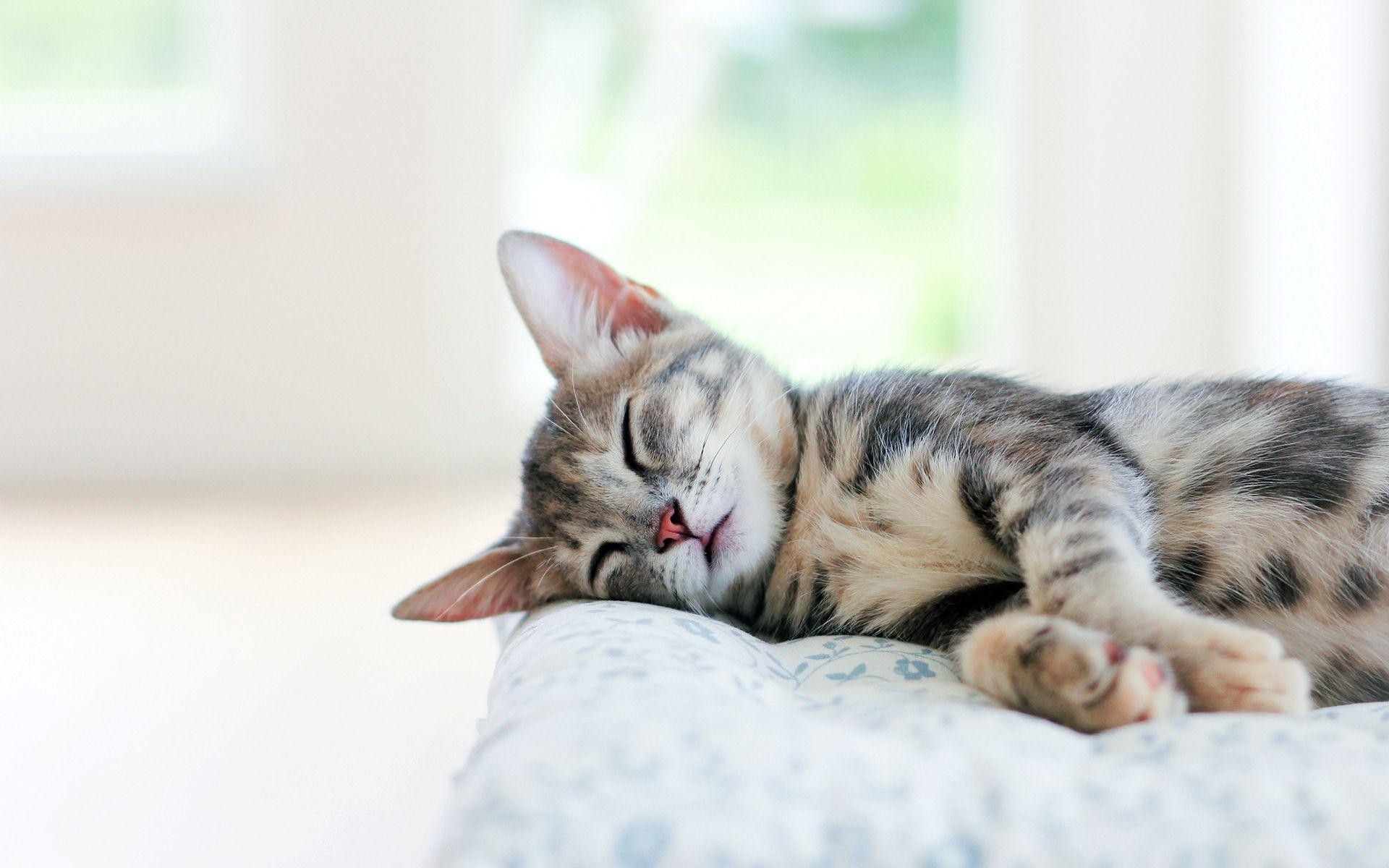 Sleeping Cat Wallpaper Hd