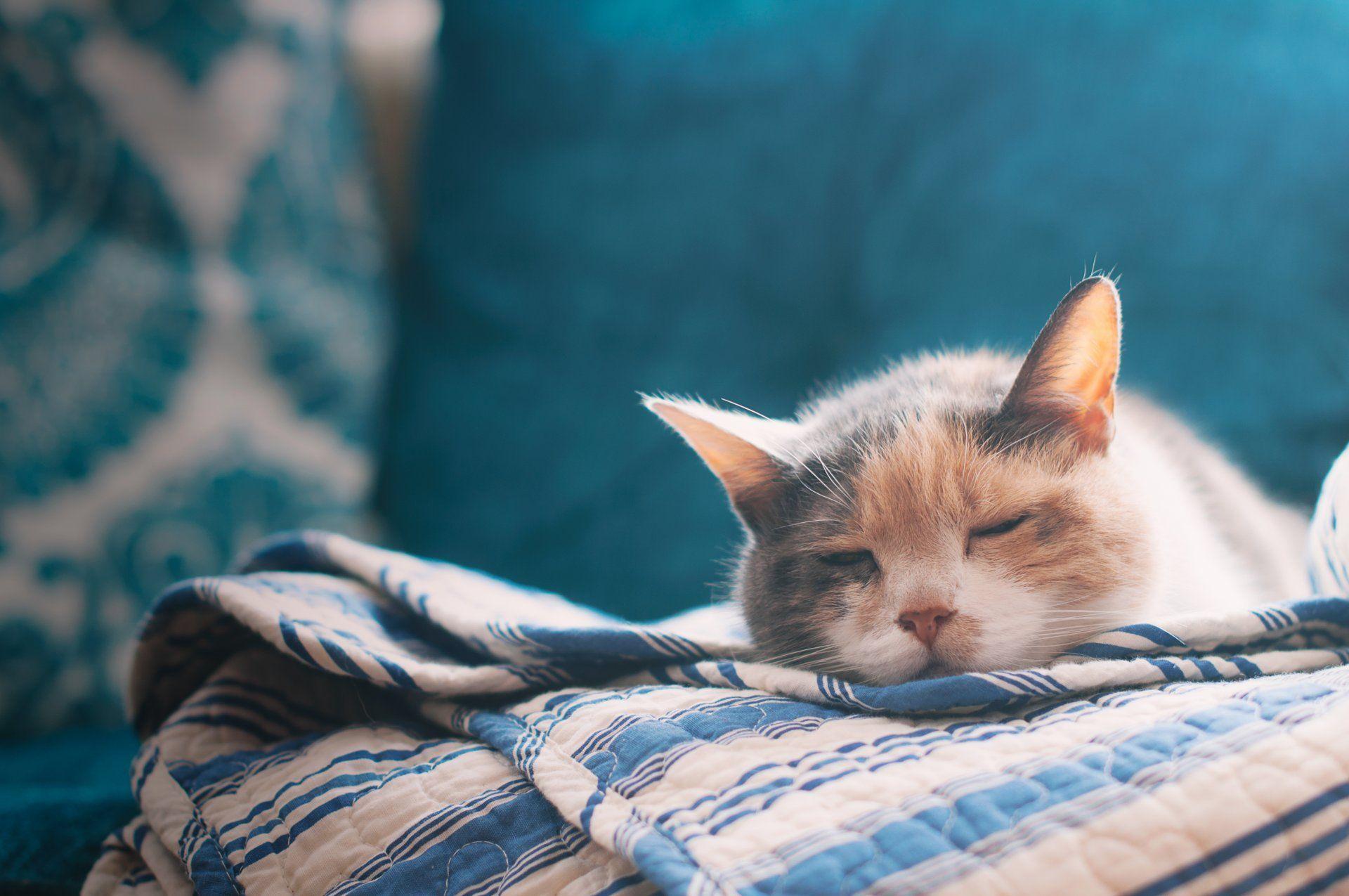 漂亮大笑的瞌睡猫壁纸
