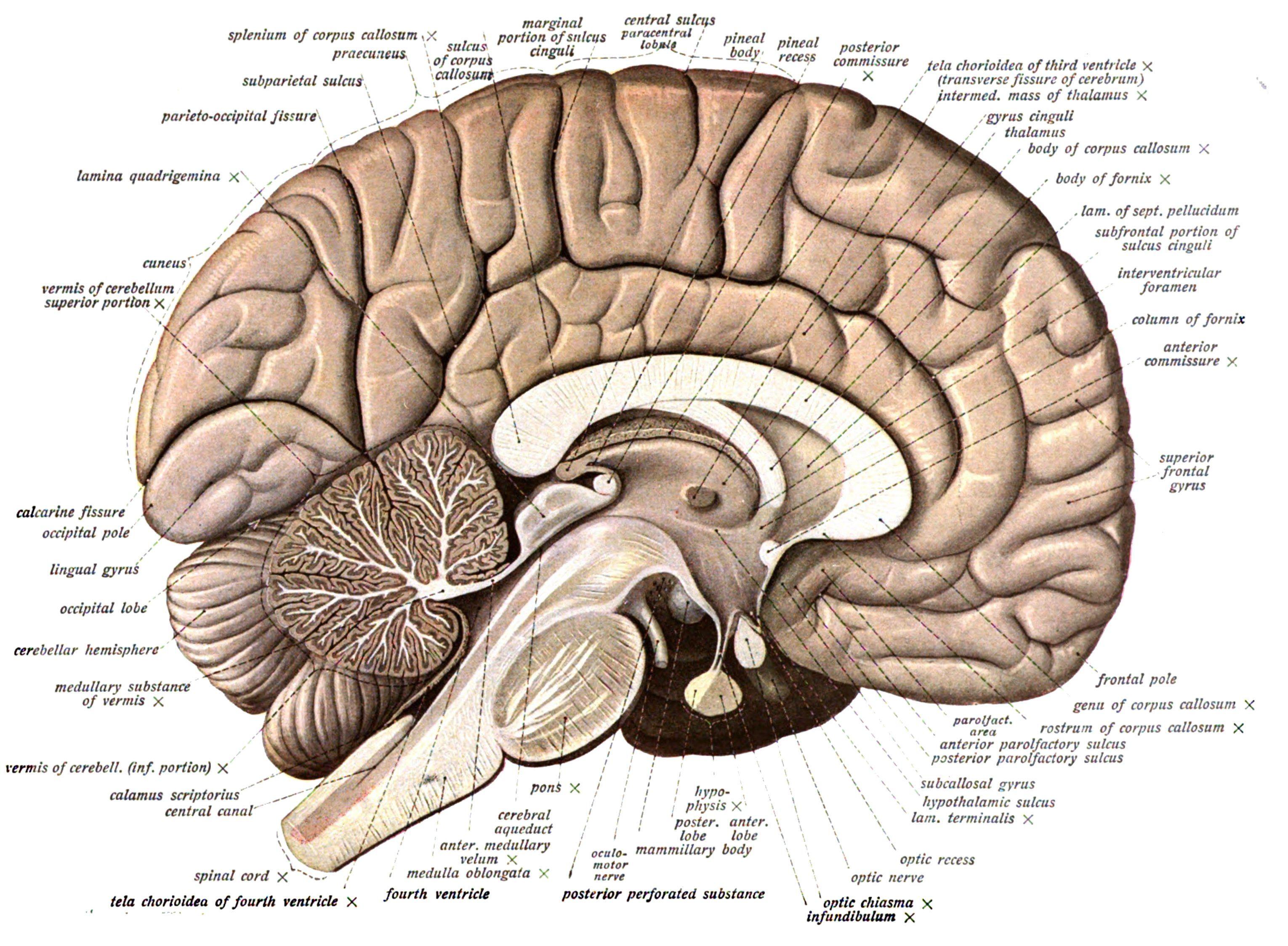 Brain anatomy medical head skull poster wallpaperx2247