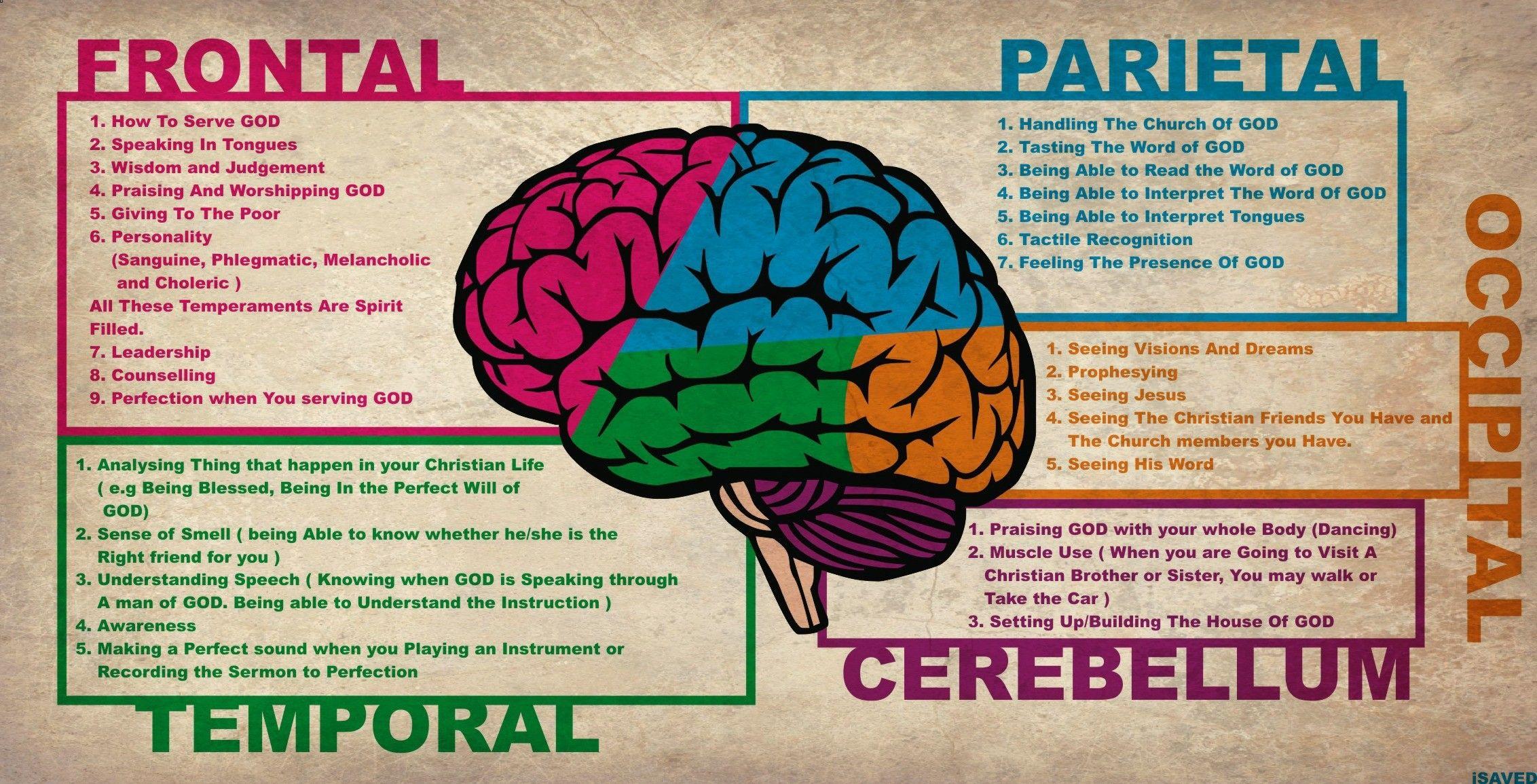 Brain Anatomy Wallpaper