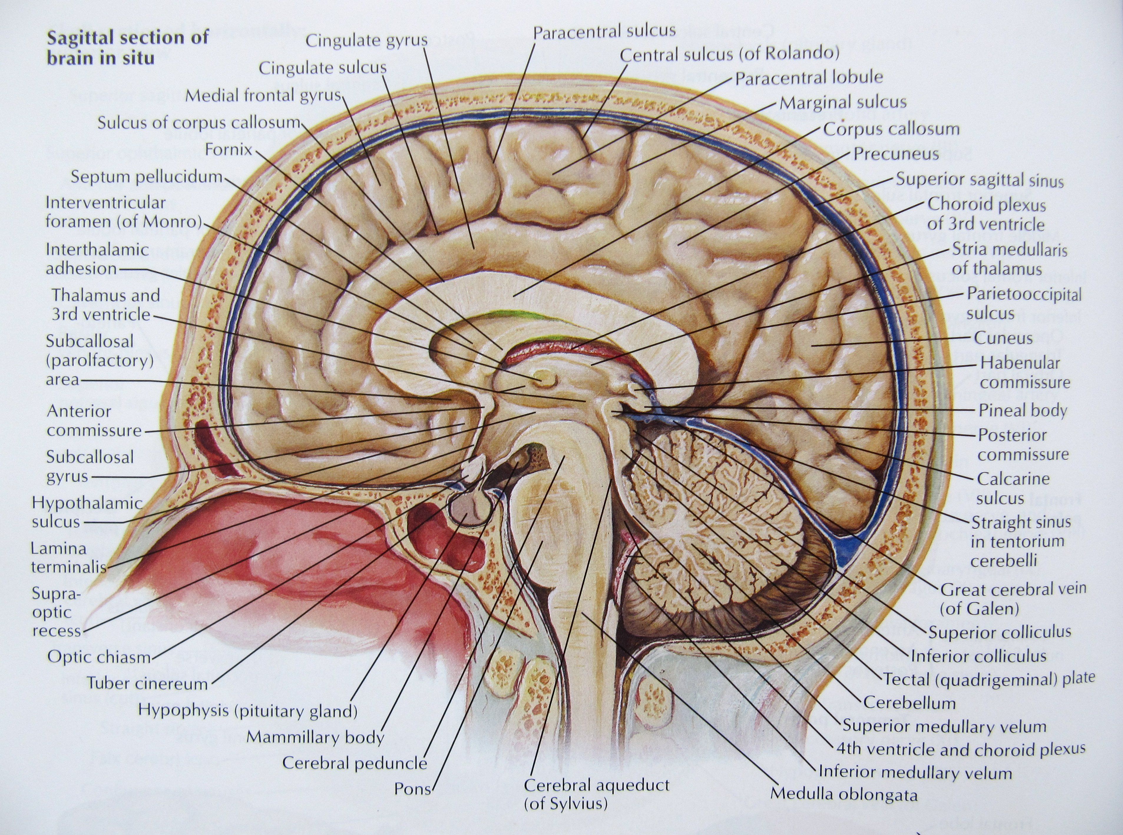 Brain anatomy medical head skull poster wallpaperx2835