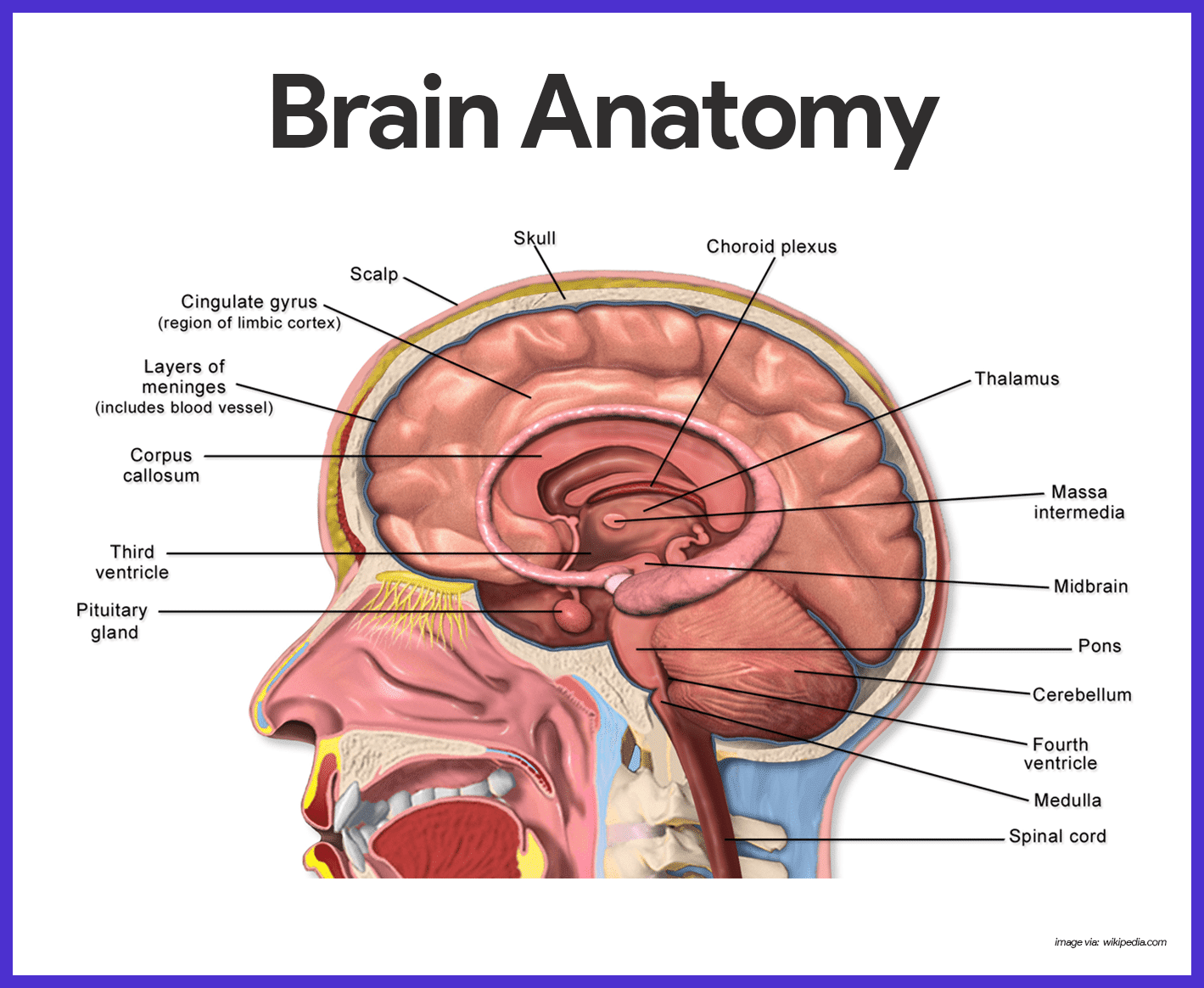 Anatomy Of Brain Brain Functions Cerebral Hemispheres High