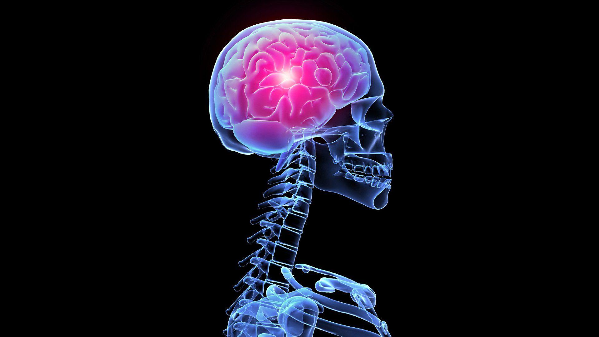 Wallpaper Of Brain Parts 3D Brain Anatomy Medical Head Skull Digital