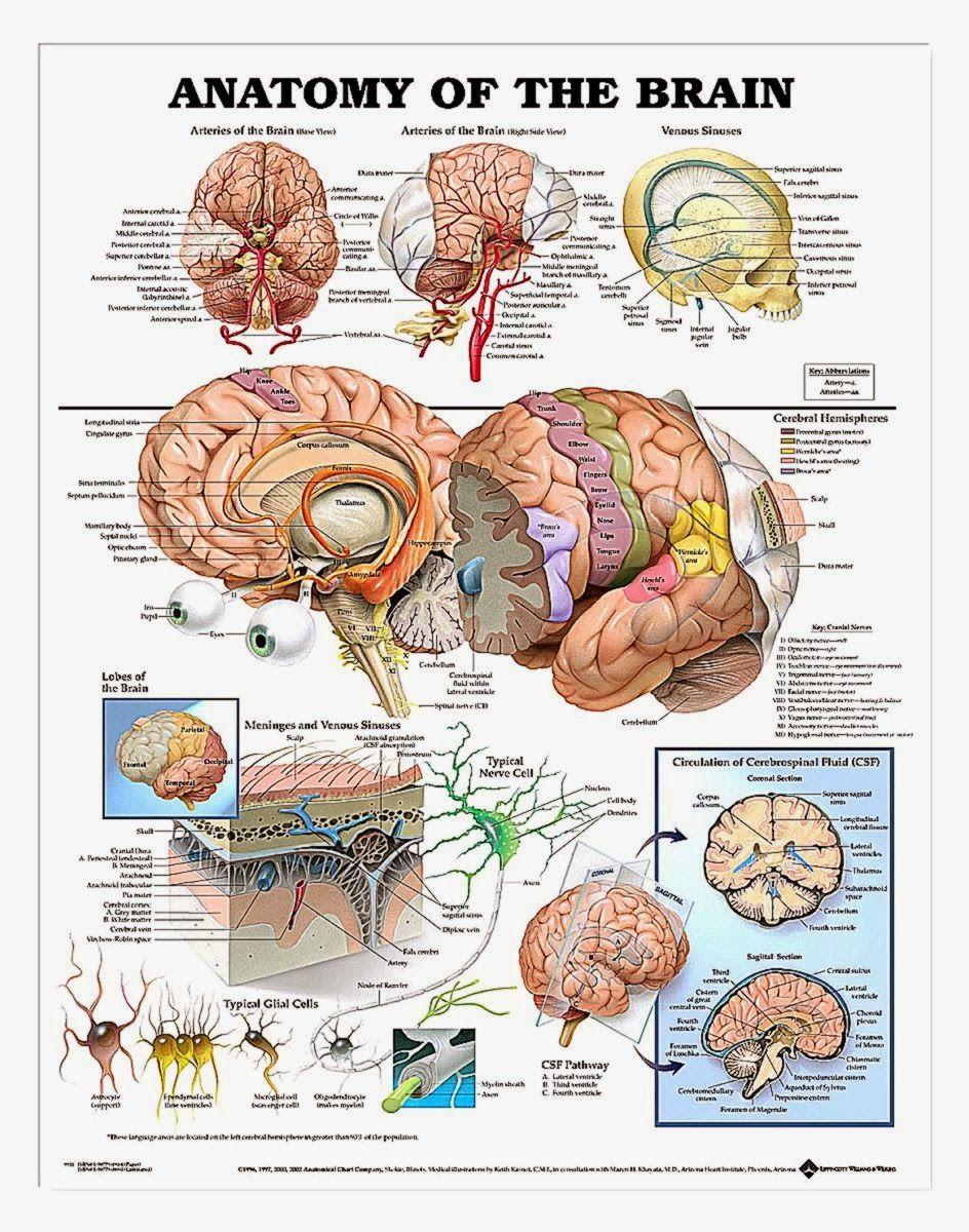 Human Brain Anatomy. Wallpaper HD Quality