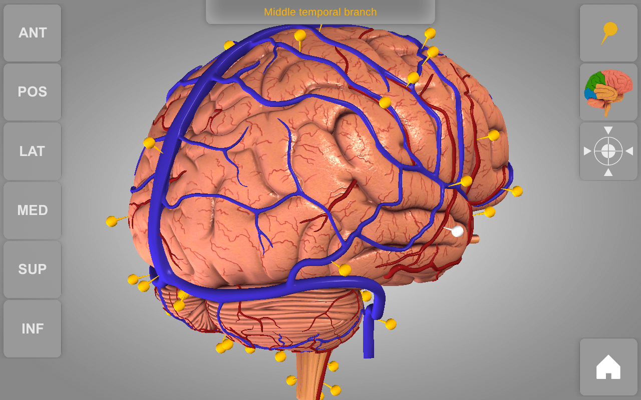 Brain Atlas of Anatomy: Appstore for Android